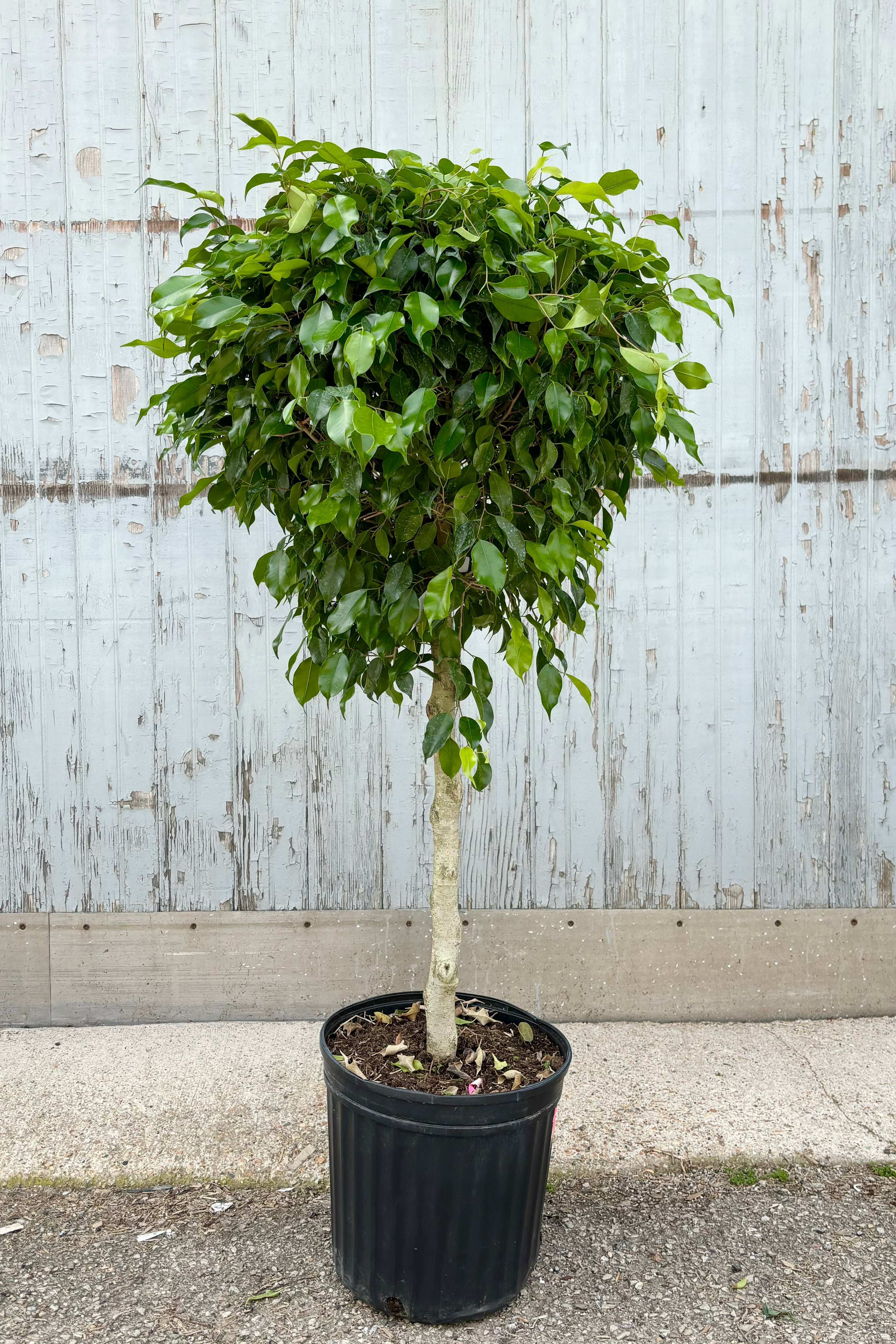 Ficus benjamina 12" black growers pot with green tree leaves against a grey wall.