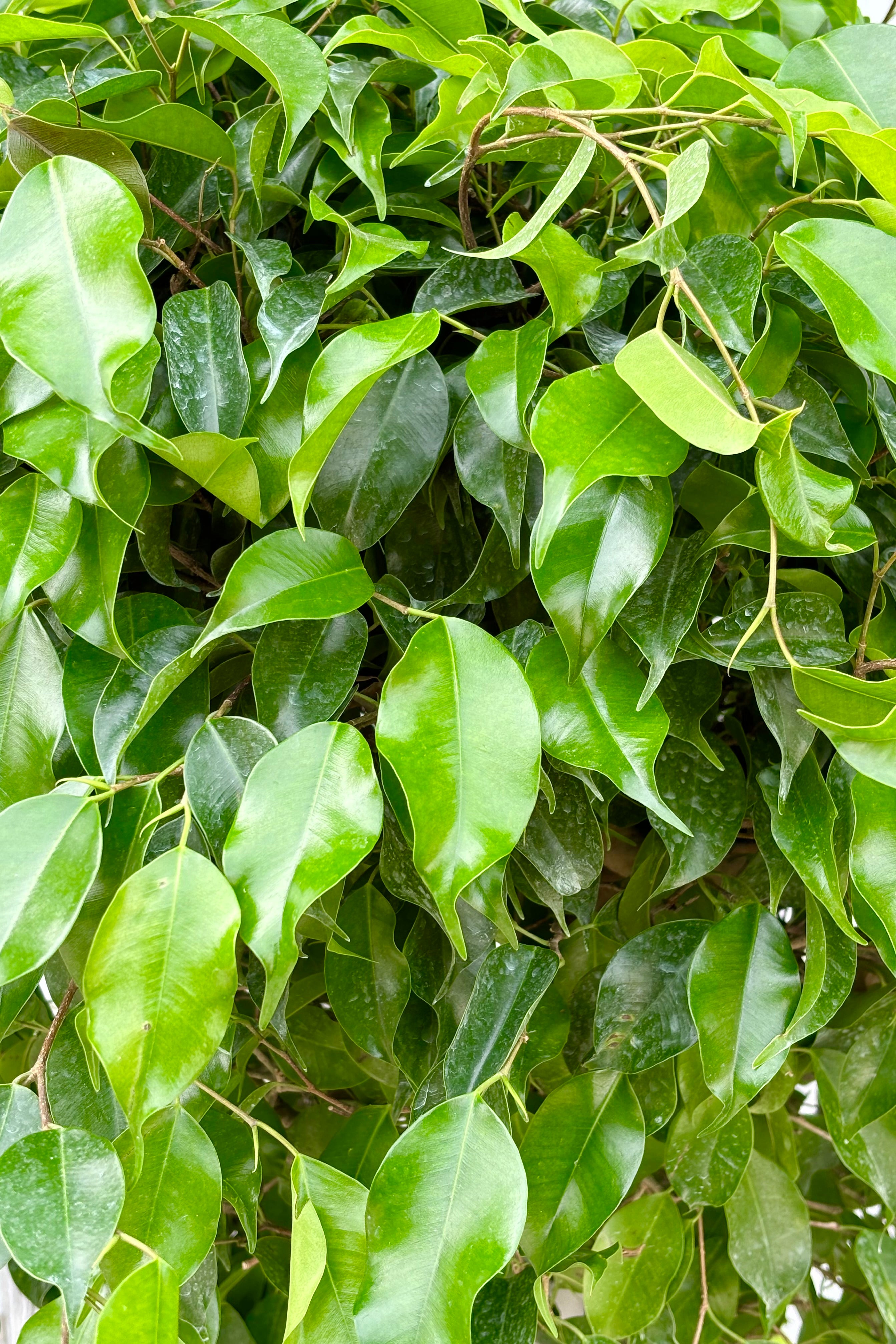 Detail of Ficus Benjamina leaves