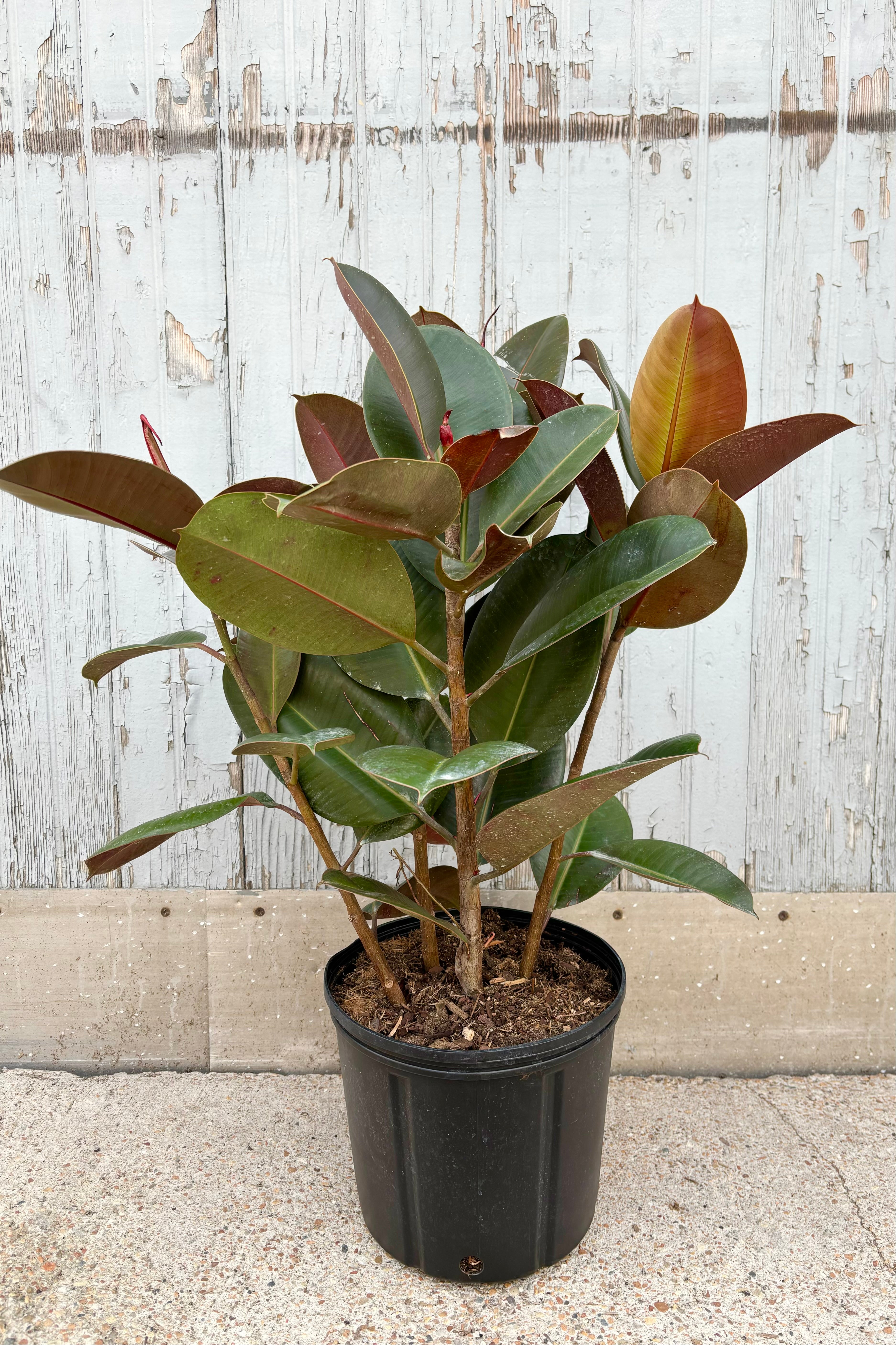 Overall photo of Ficus elastica 'Robusta' with deep green and burgundy leaves on tall, vertical stems against grey background