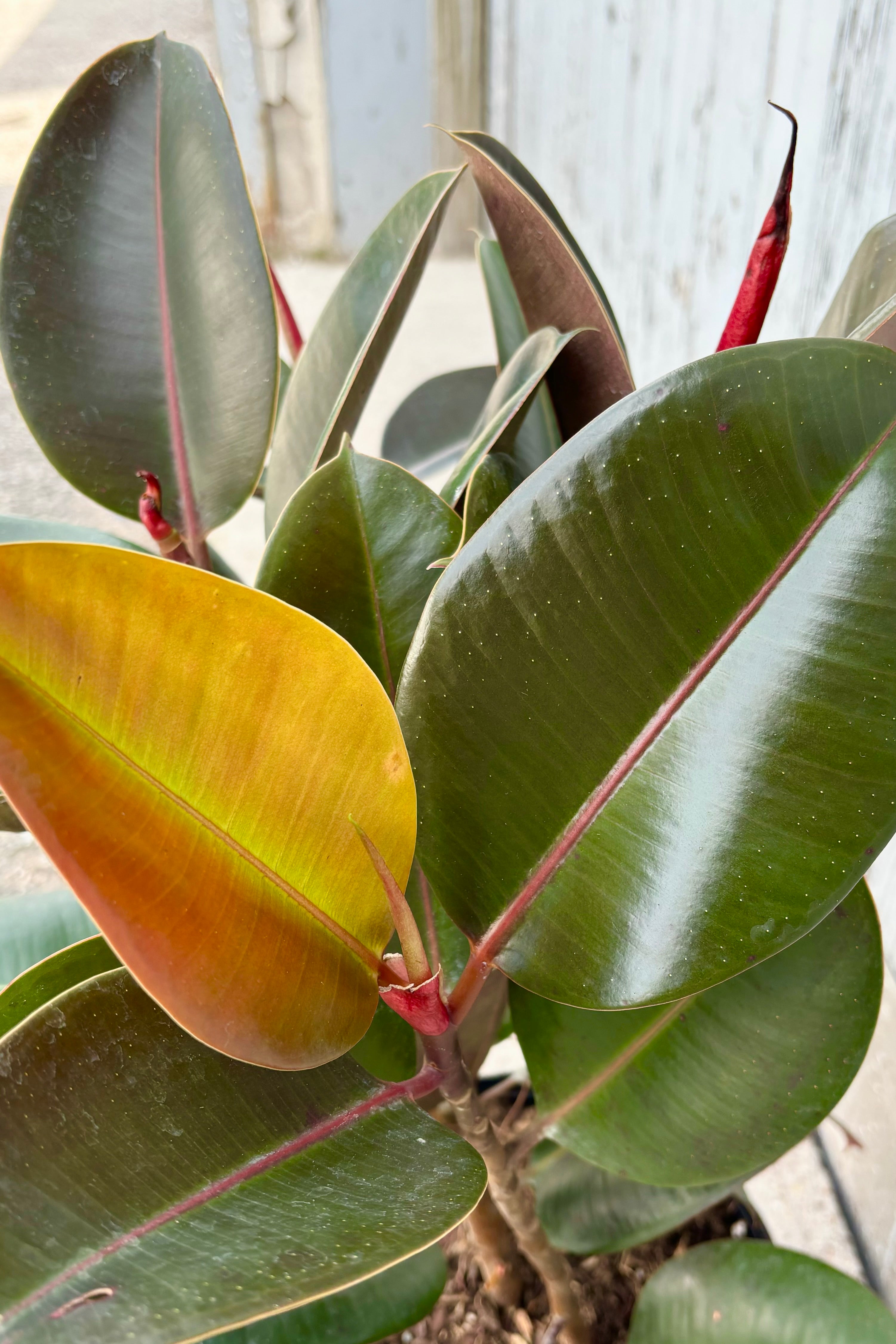 Detail photo of deep green and burgundy leaves of Ficus elastica 'Robusta' against grey background