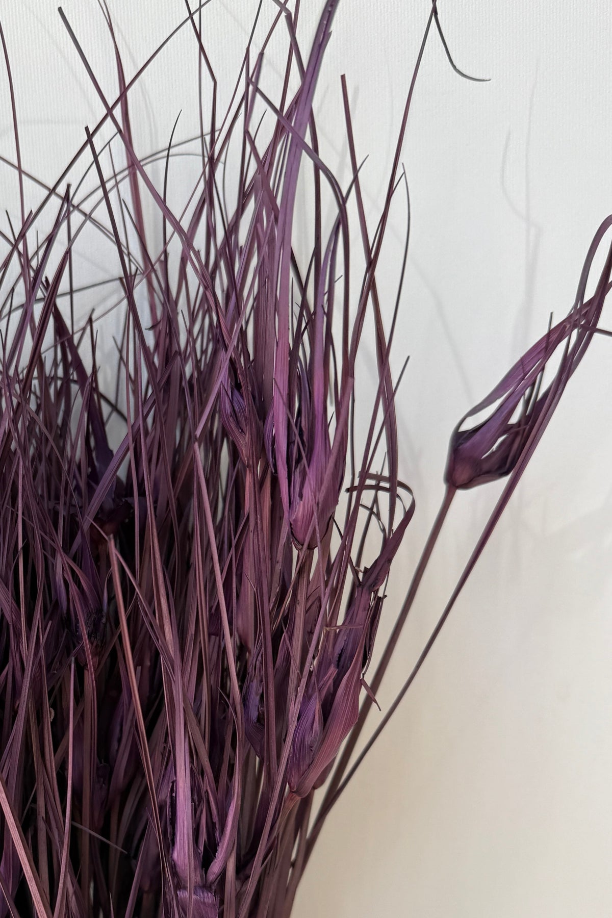 detail close up of Capin Stella Violet Color Preserved Bunch ©Sprout Home