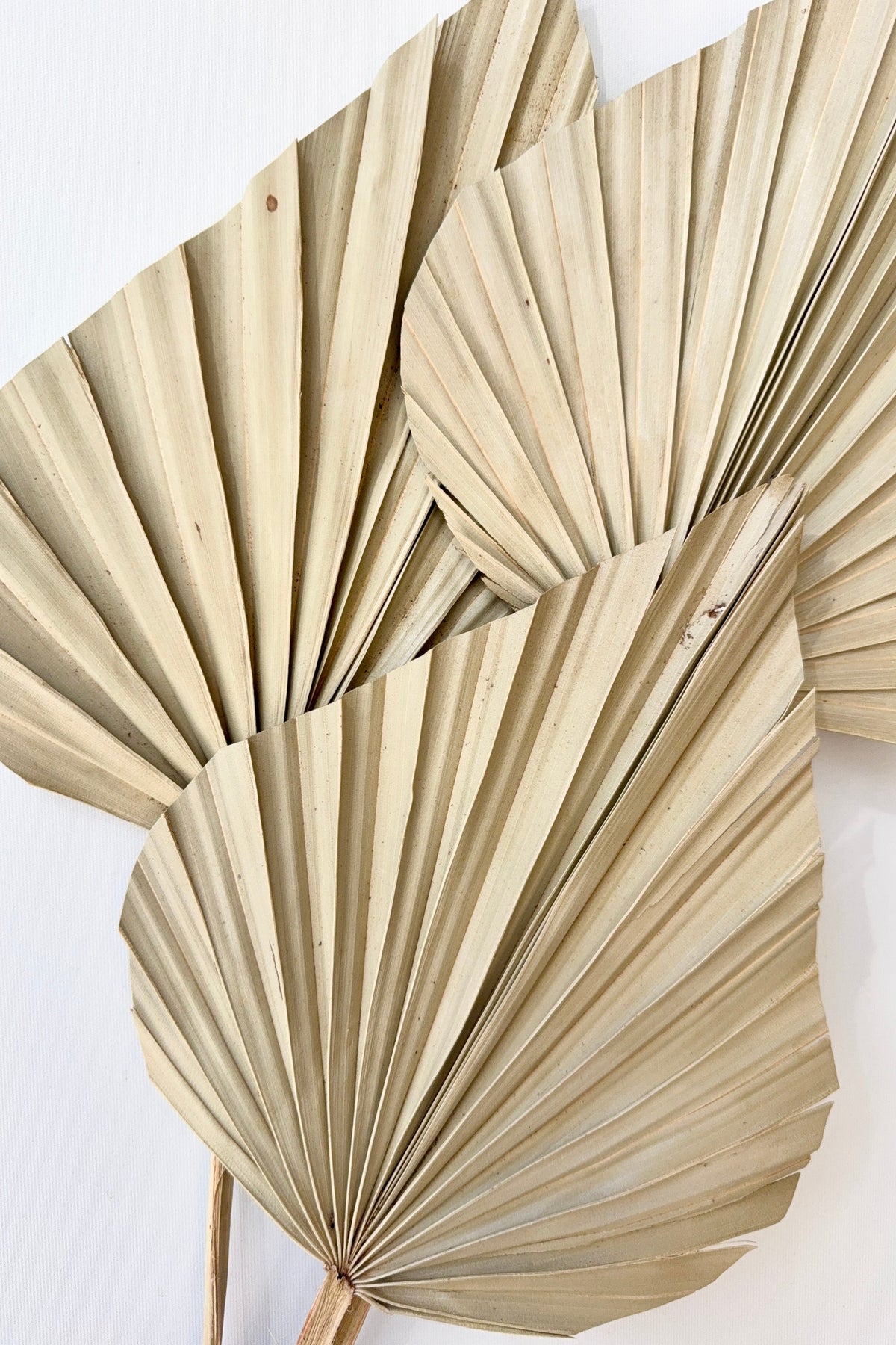 up close detail of Palm Spear Gigante Natural Color Preserved Bunch ©Sprout Home
