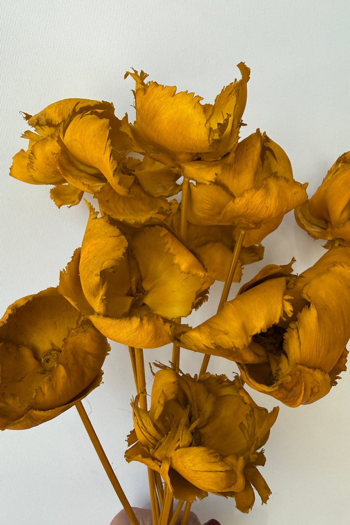 Palm Cap Ochre Pastel Preserved Bunch detail of the flower heads up close ©Sprout Home
