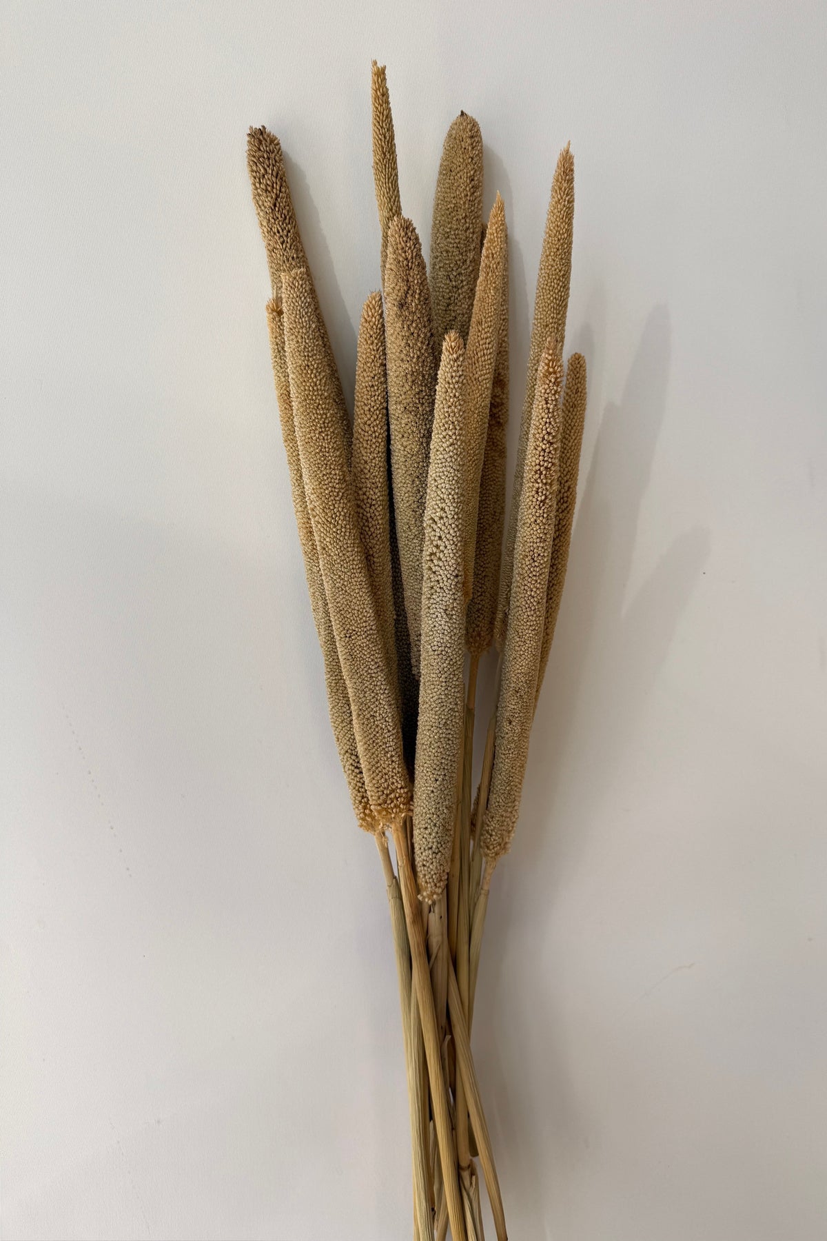 Babala Natural Color Preserved Bunch on a white background ©Sprout Home