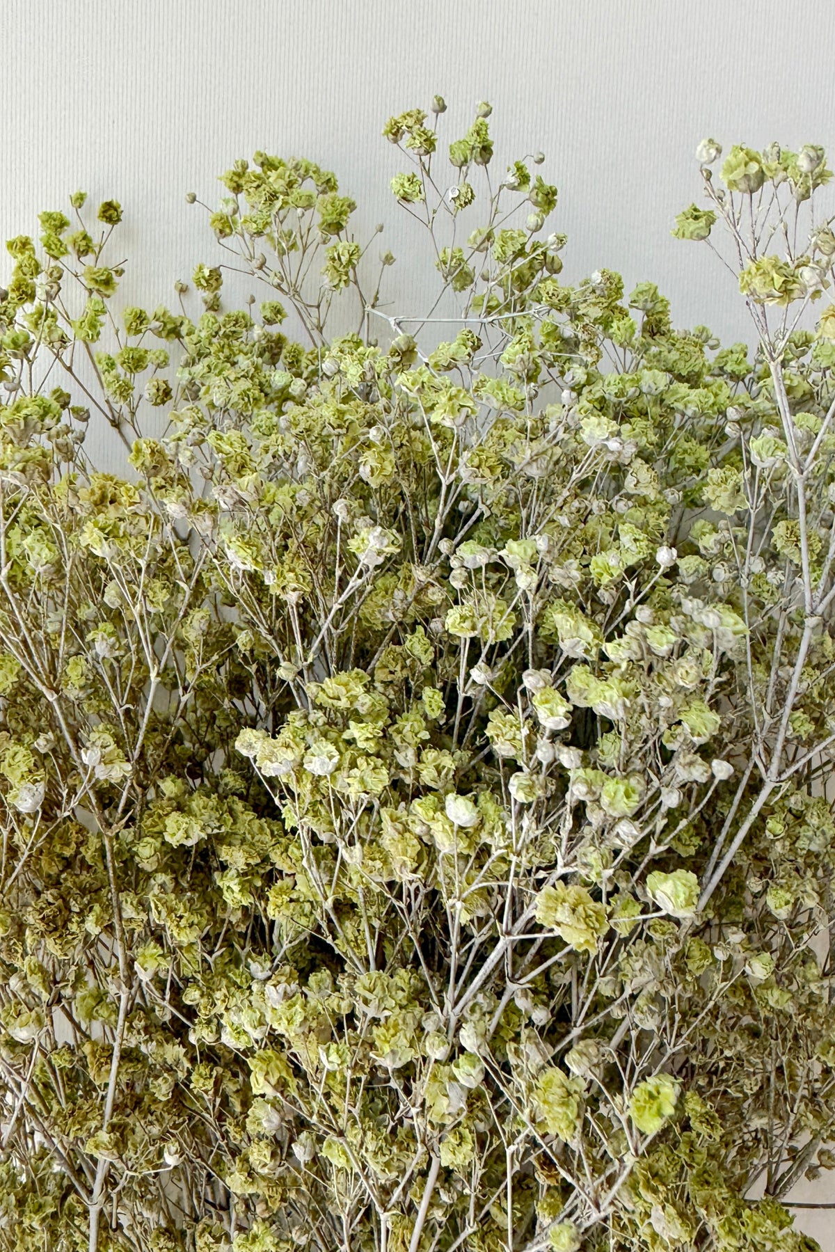 up close detail of Gypsophila Paniculata Dusty Light Green Color Preserved Bunch ©Sprout Home