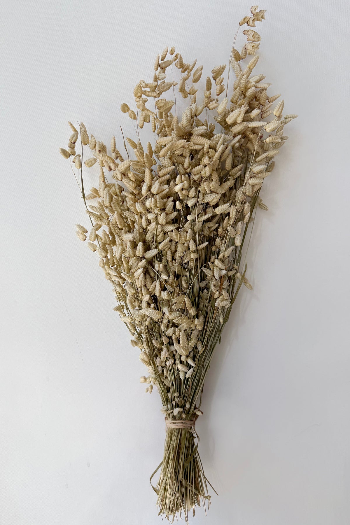 Briza Maxima Natural Preserved Bunch on a white background ©Sprout Home