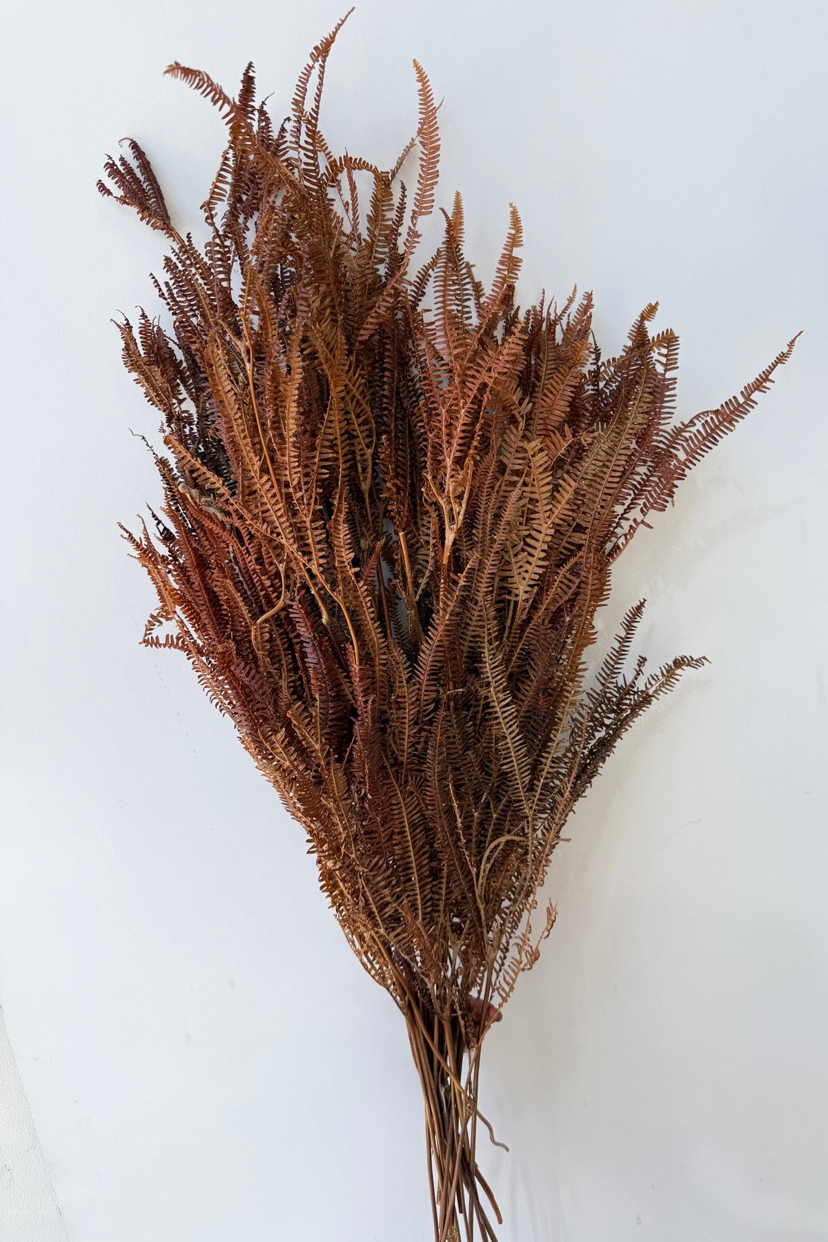 Helecho x3 Natural Preserved Bunch against a white grey wall ©Sprout Home