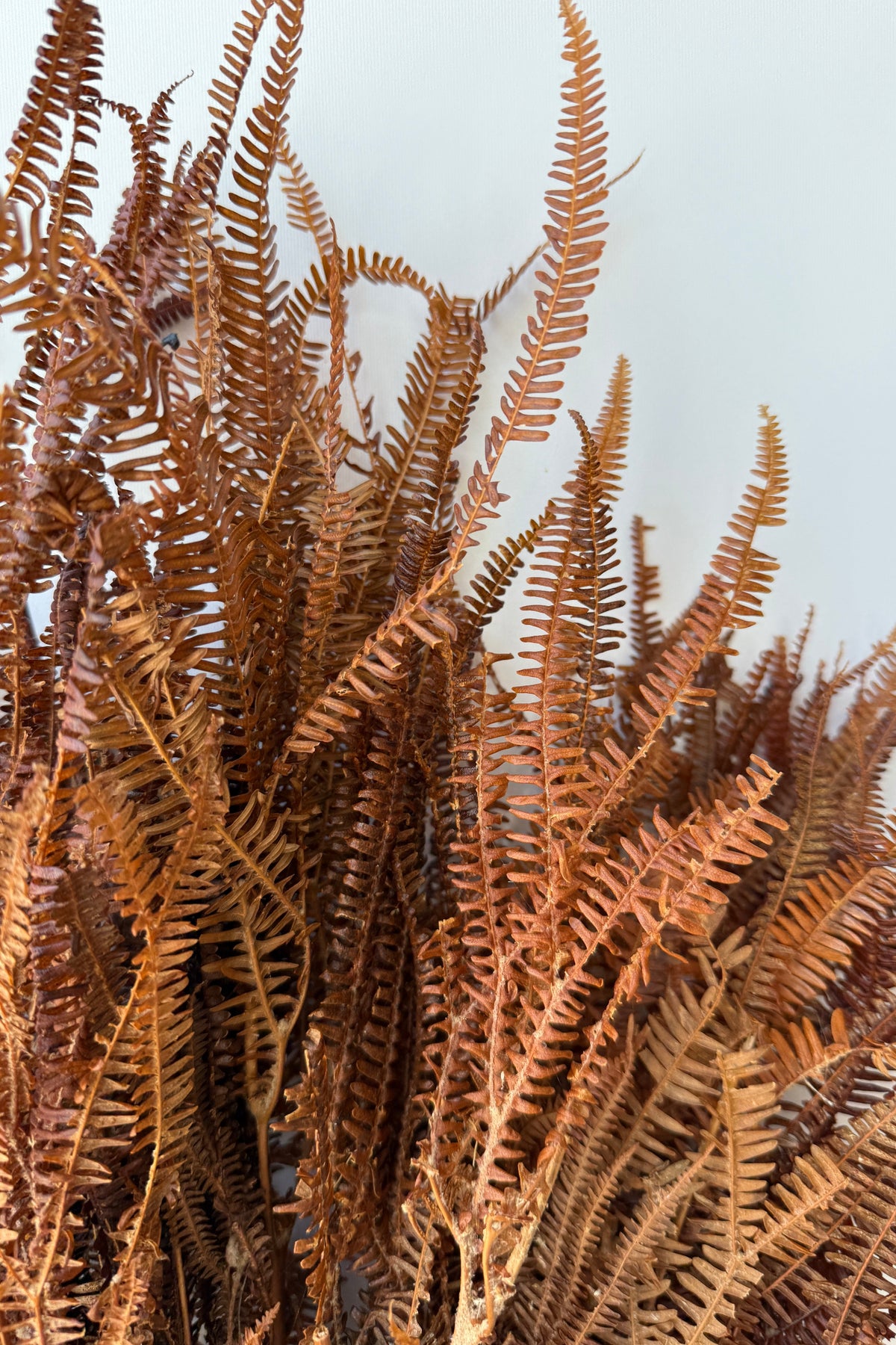 Helecho x3 Natural Preserved Bunch detal against a white wall ©Sprout Home
