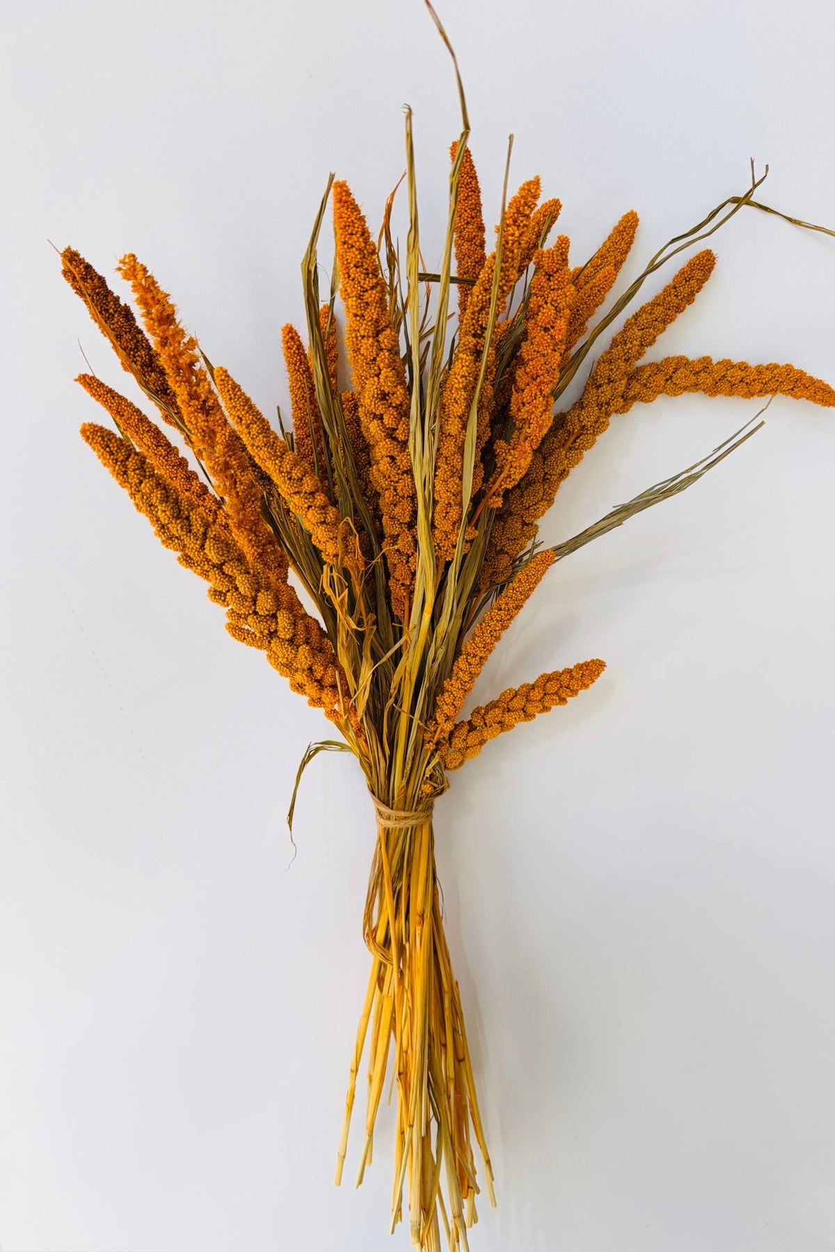 Setaria Italica Orange Color Preserved Bunch against a white wall ©Sprout Home