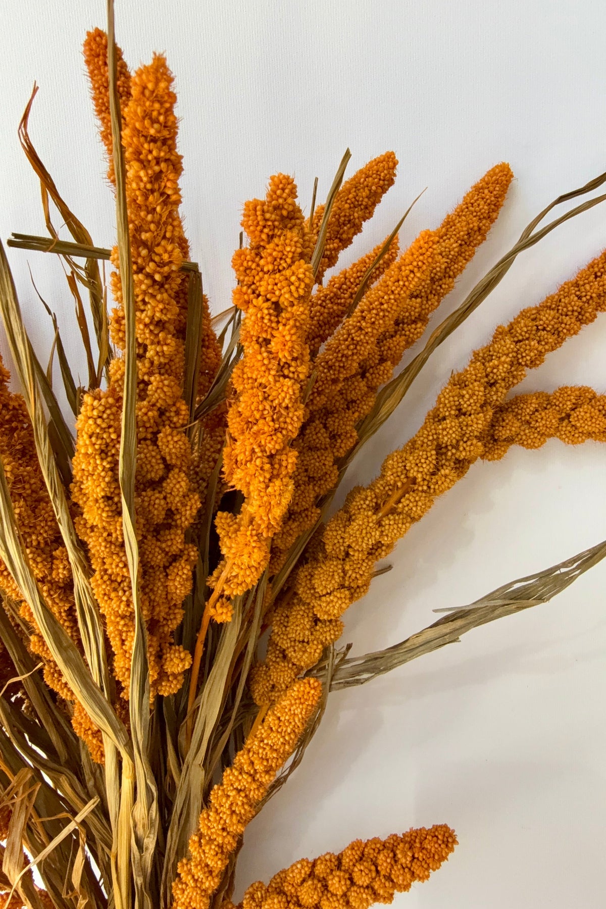 Setaria Italica Orange Color Preserved Bunch detail against a white wall ©Sprout Home