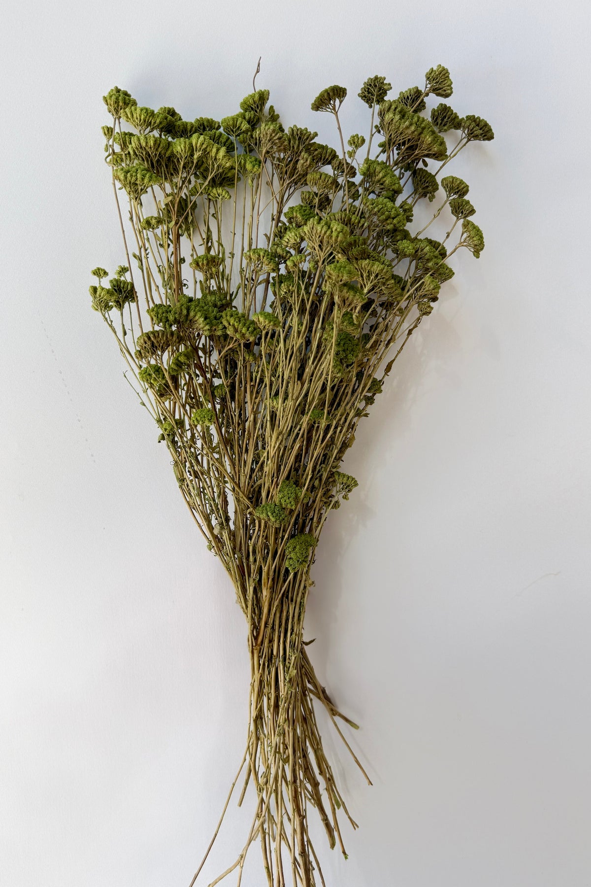 Achillea Silvestre Olive Color Preserved Bunch on a grey surface ©Sprout Home