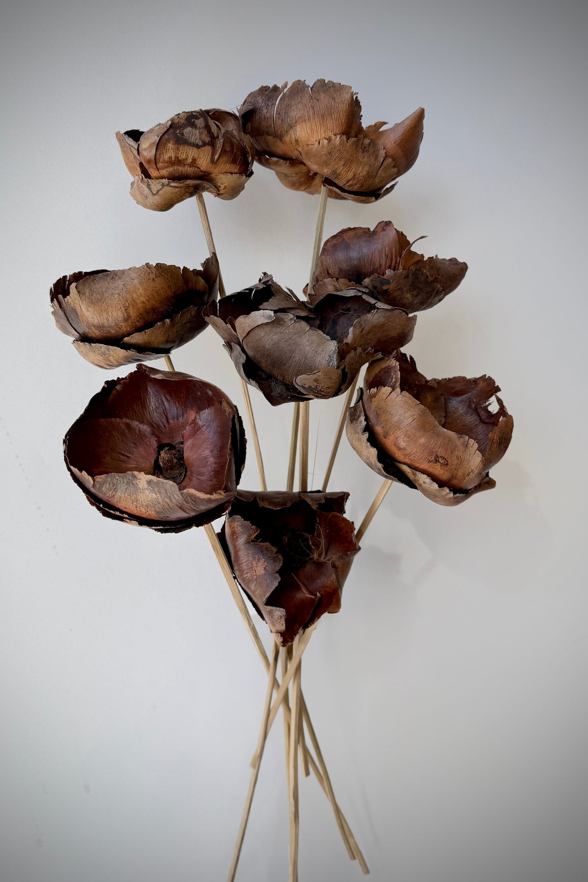 Palm Cap Natural Color Preserved Bunch against a gray background. ©Sprout Home