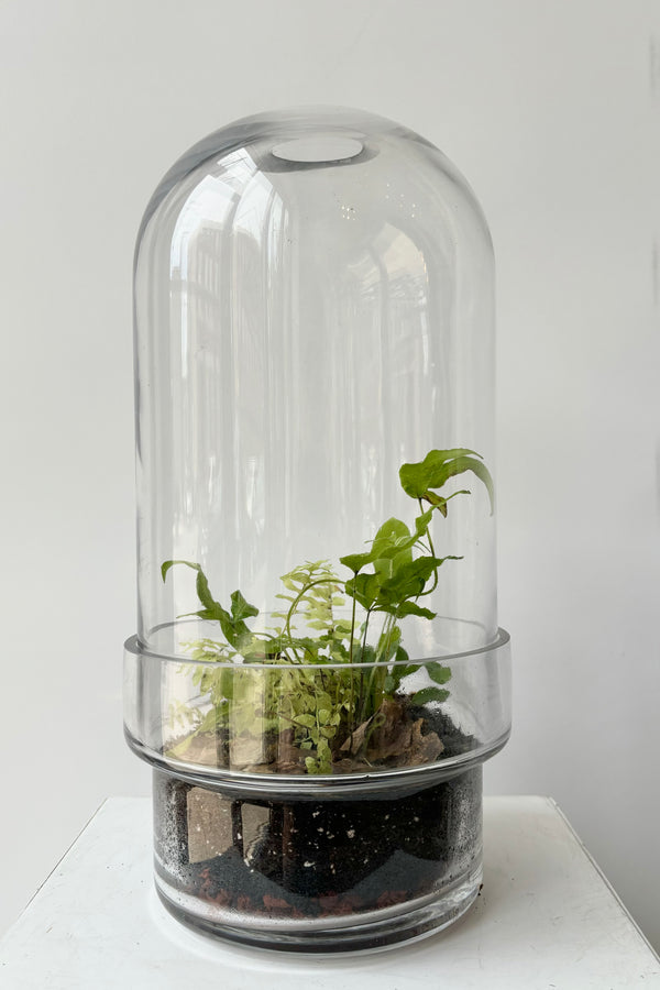 Two piece clear glass, capsule style terrarium with green plants against white background