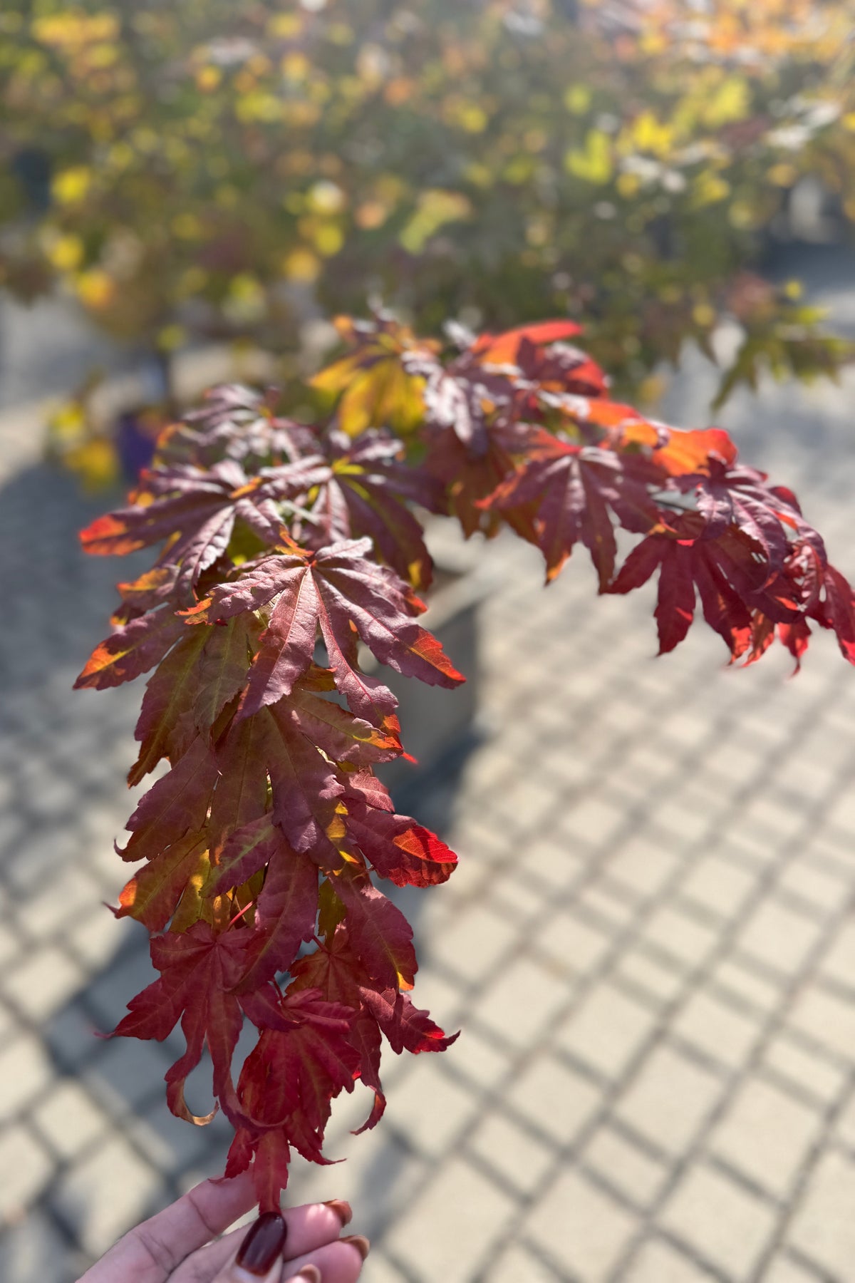 fall red leaves on the Acer shirasawanum 'Autumn Moon' the end of October ©Sprout Home