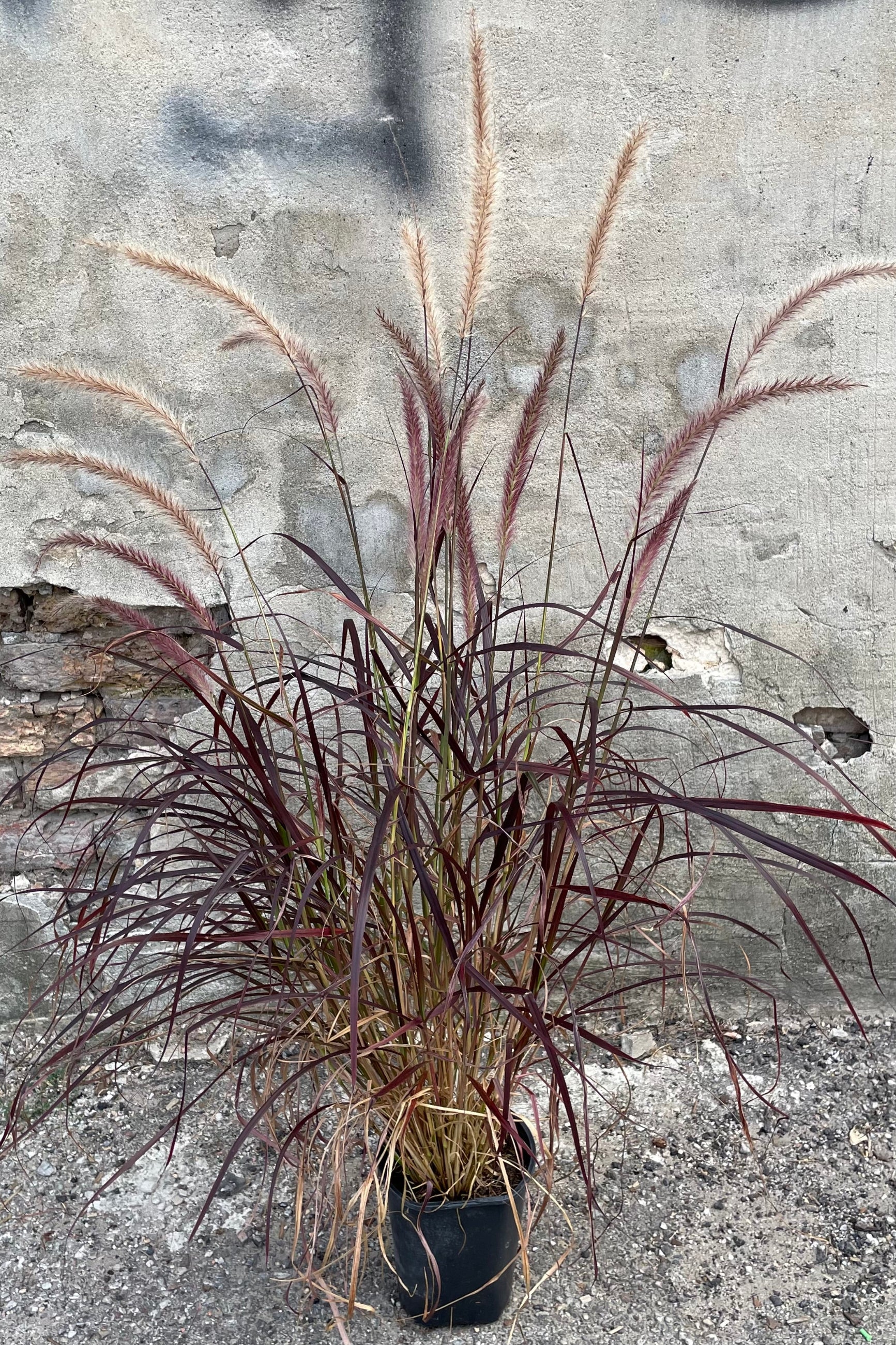 Pennisetum 'Rubrum' in a #1 growers pot mid August showing off its burgundy color and flower blooms. ©Sprout Home