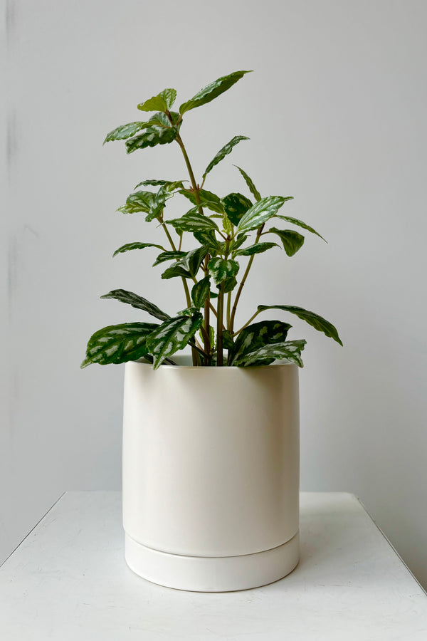 Ceramic, glazed white cylinder planter with drainage hole and tray styled with a green plant against grey background