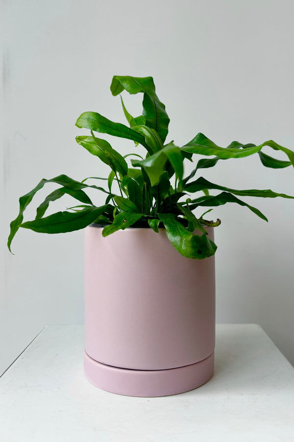 Ceramic, lilac colored glazed cylinder planter with drainage hole and tray styled with green plant against grey background