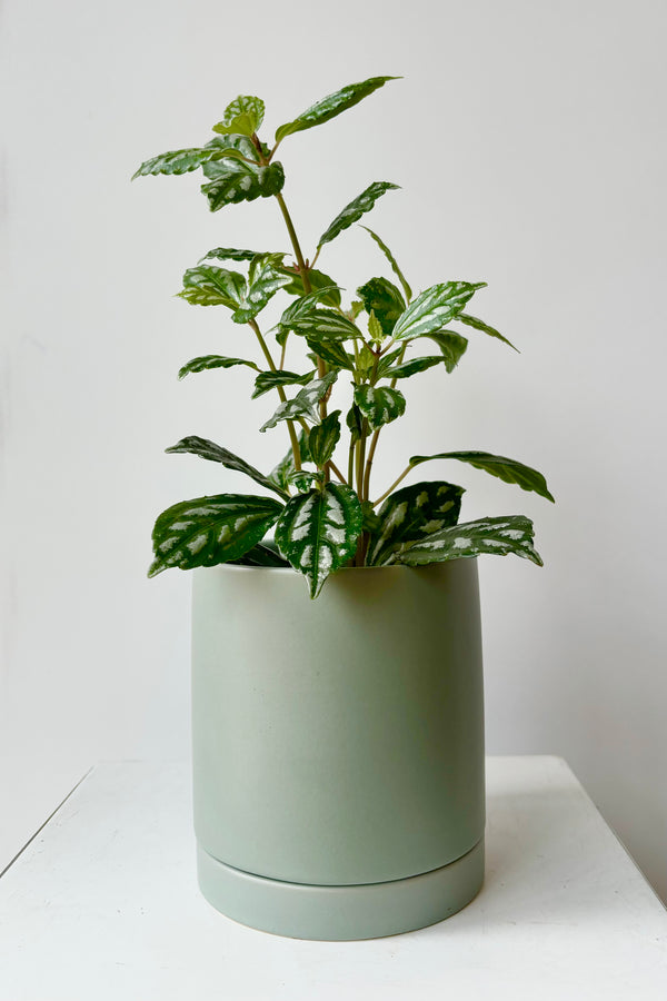 Ceramic, white glazed cylinder planter with drainage hole and tray styled with a green plant against a grey background