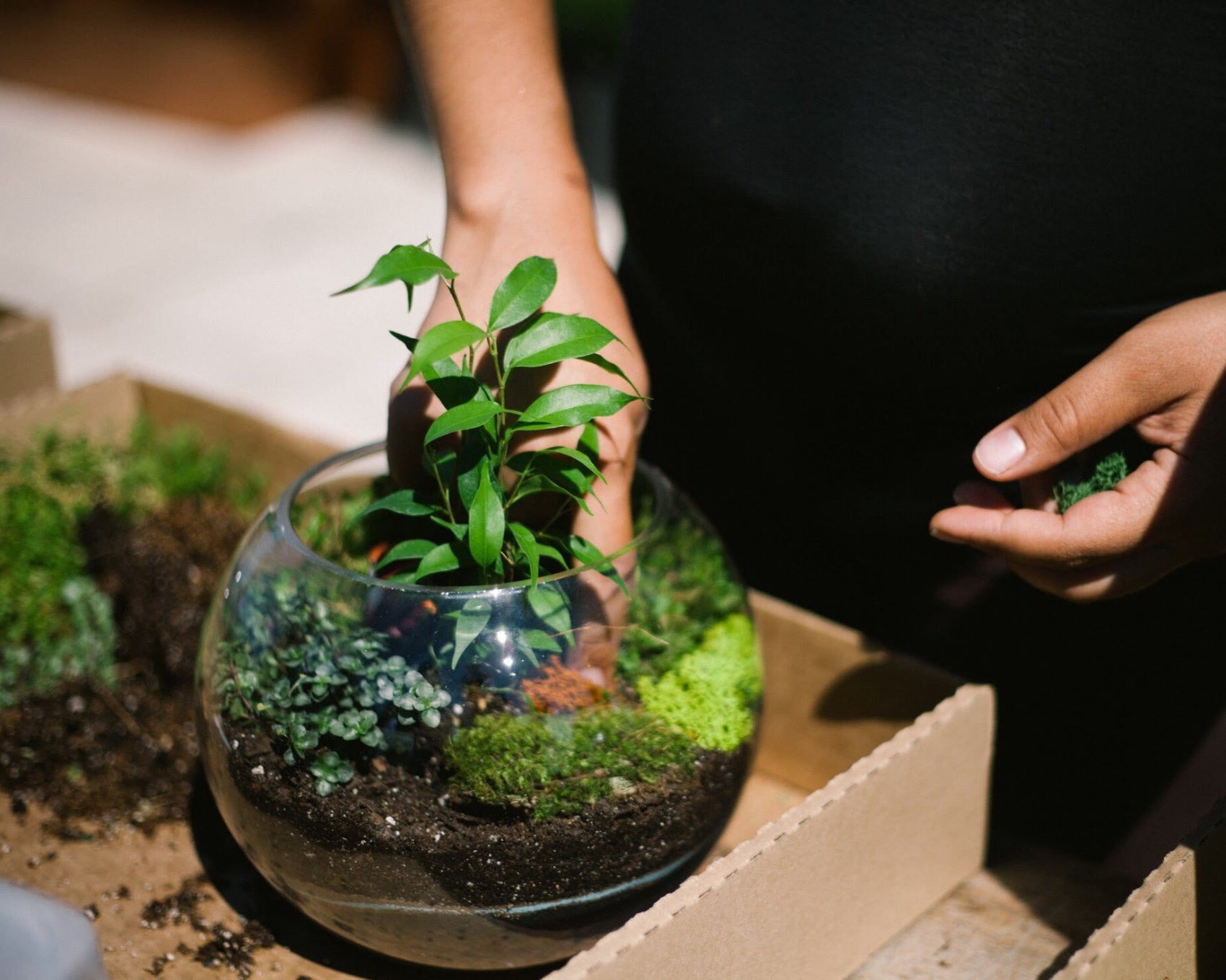 A person making a terrarium at SPROUT HOME in a bubble bowl and one of their classes