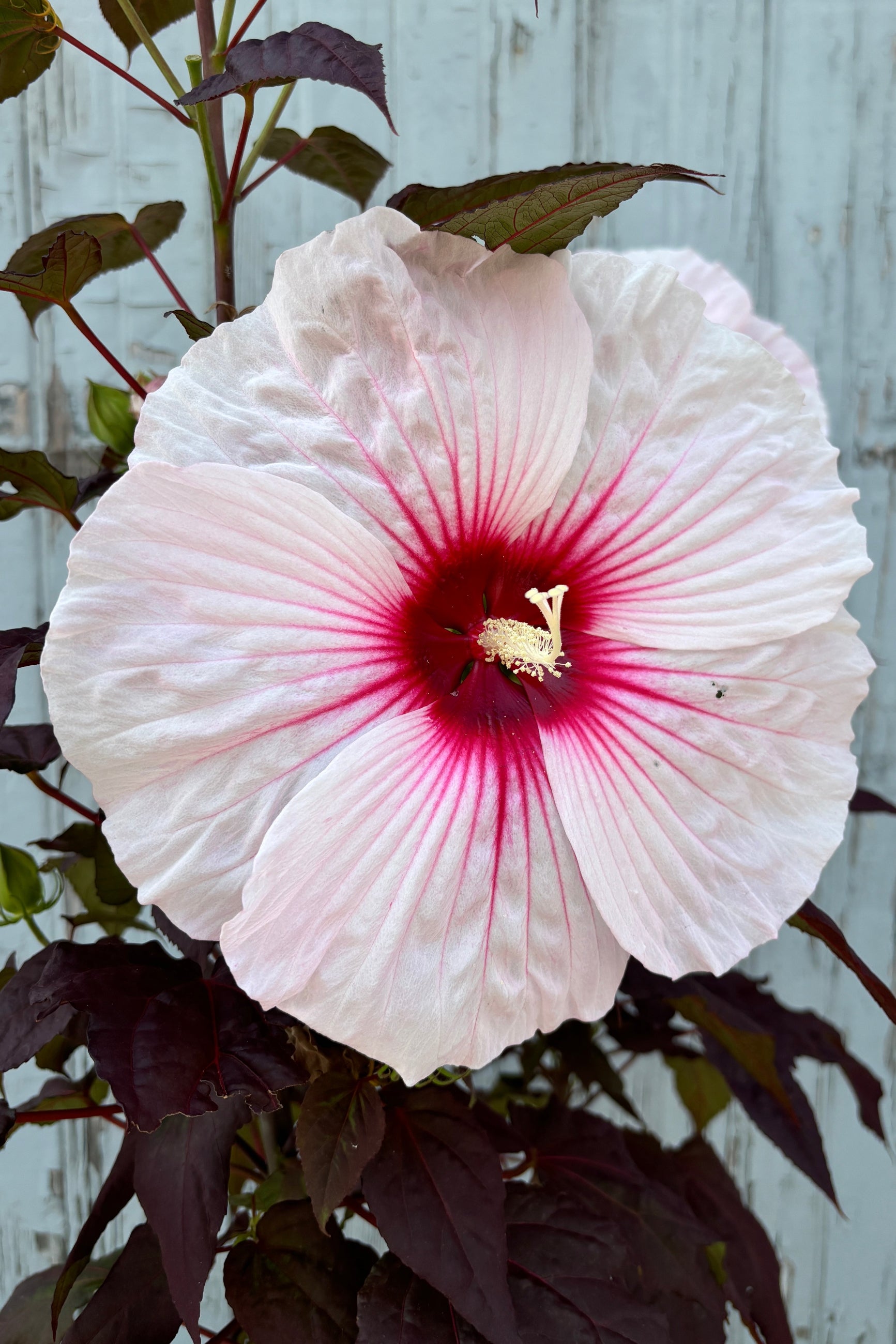 Dark Mystery Hibiscus flower - huge and white to pink to red!! ©Sprout Home