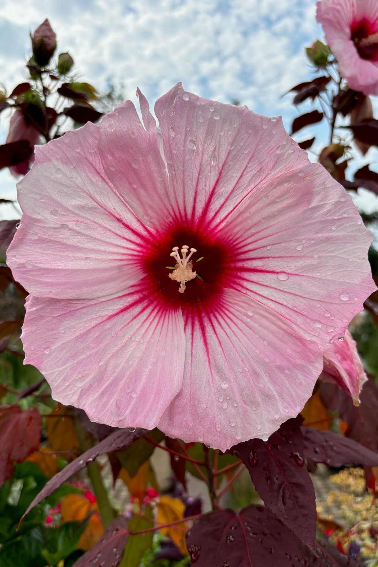 Dark Mystery Hibiscus flower - huge and pink to red!! ©Sprout Home