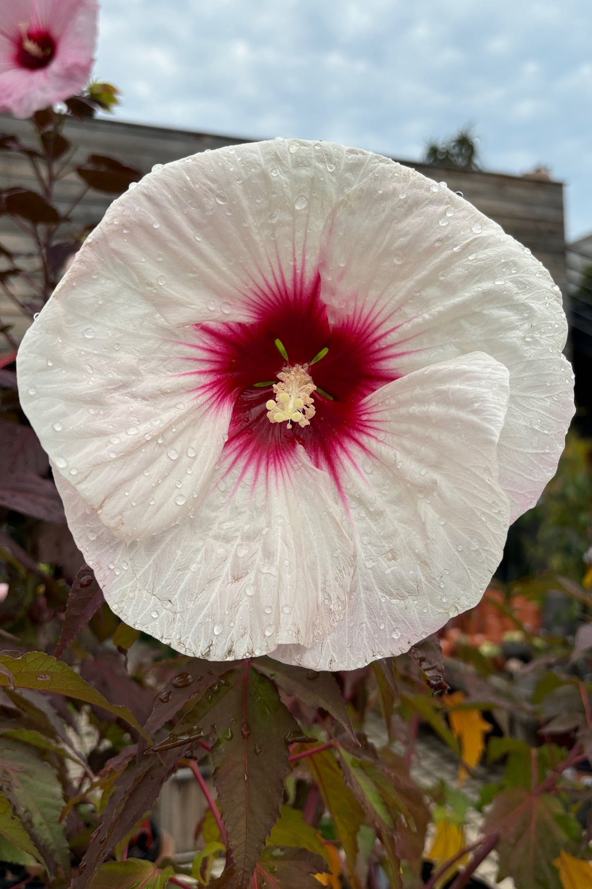 The huge white flower with deep red center of the Hibiscus 'Mocha Moon' ©Sprout Home