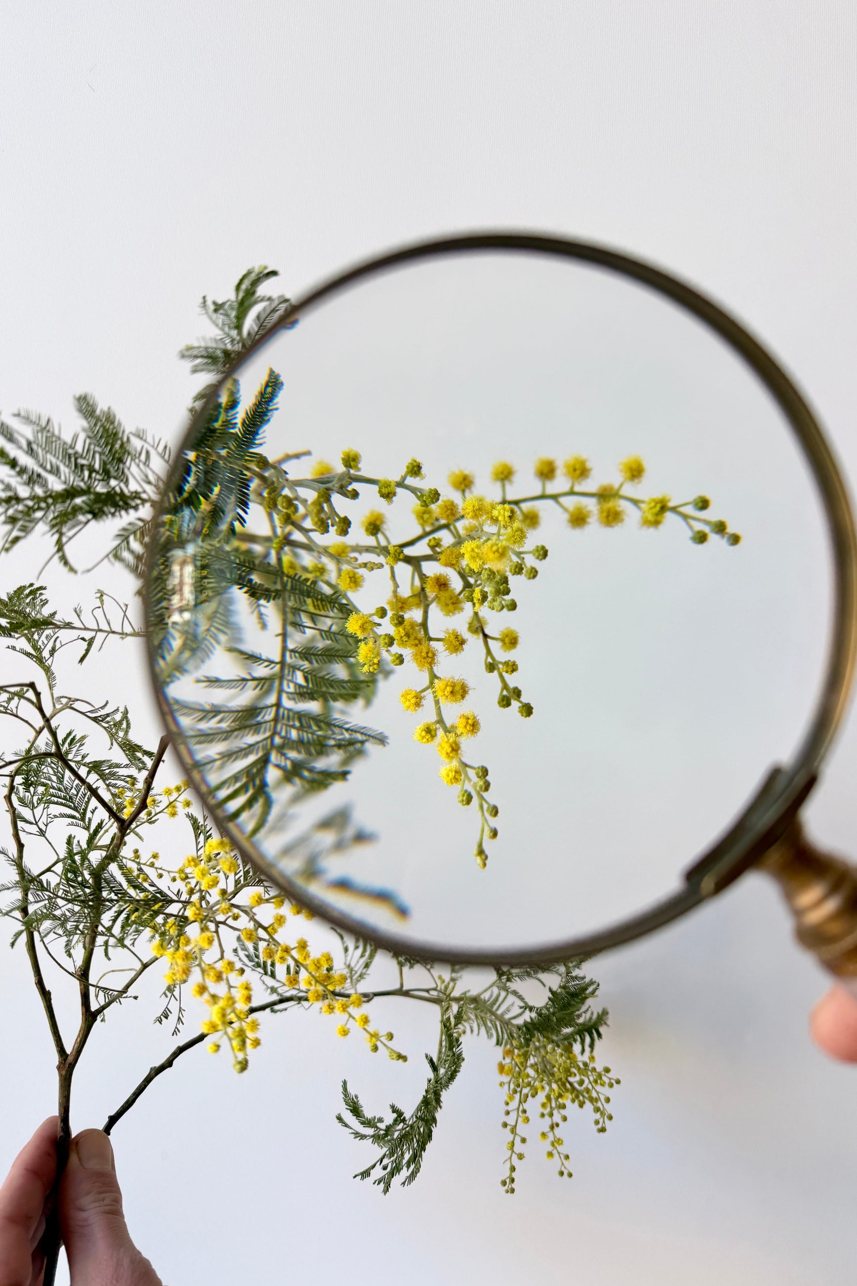 Magnifying glass looking at a yellow flowering mimosa branch ©Sprout Home