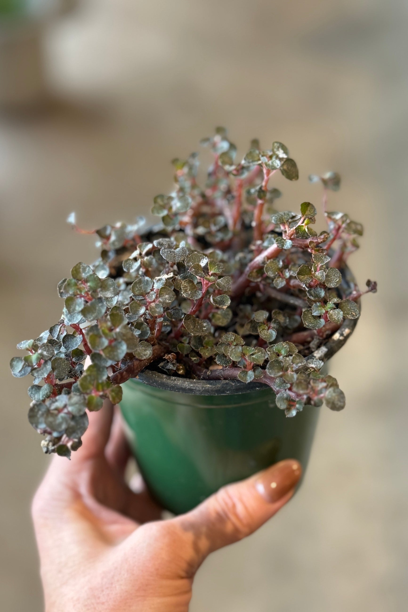 Hand holding a small potted Impatiens repens plant with a blurred background ©Sprout Home