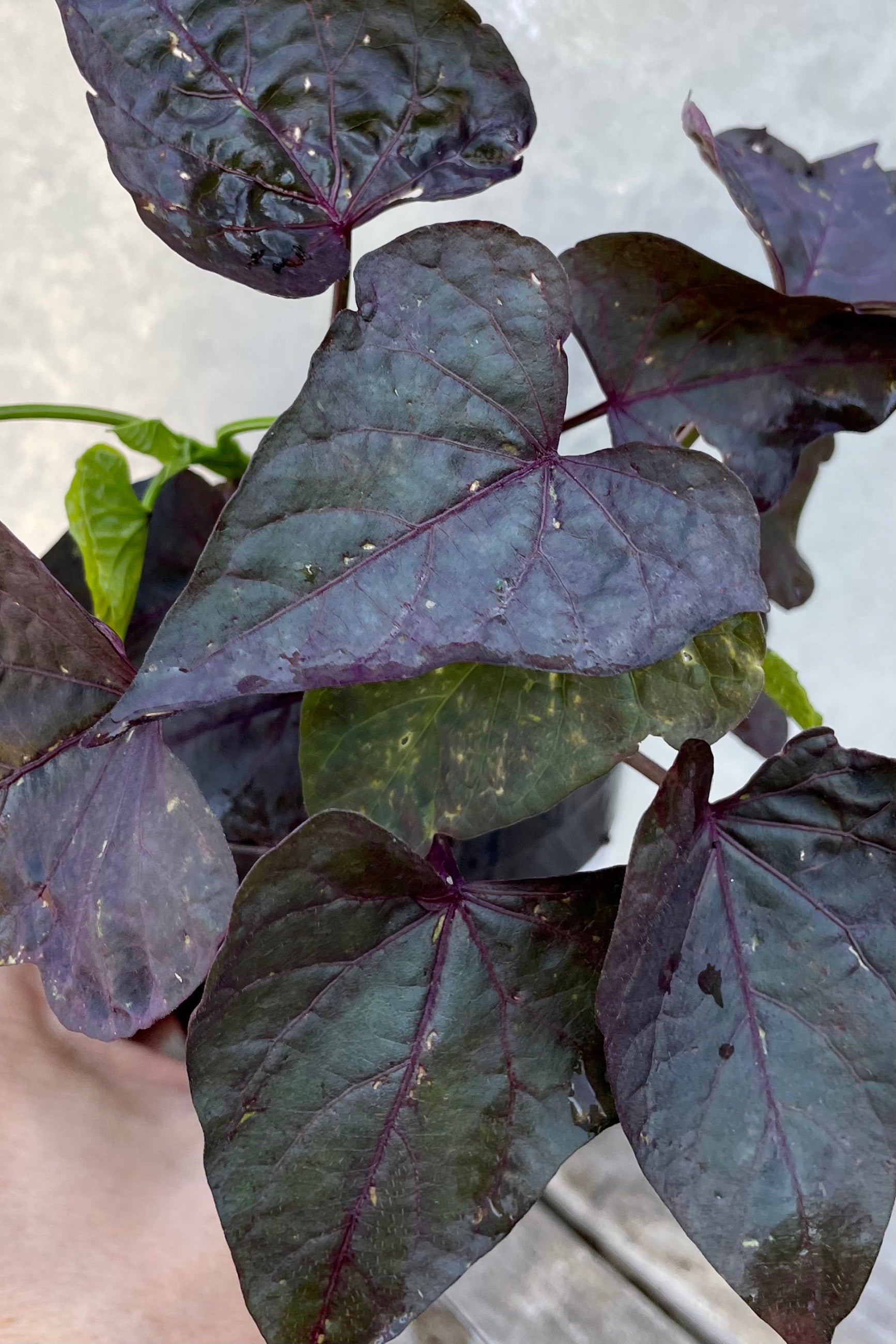 I close up picture of the dark purple and green heart shaped leaves of the Ipomoea 'Ace of Spades'. ©Sprout Home