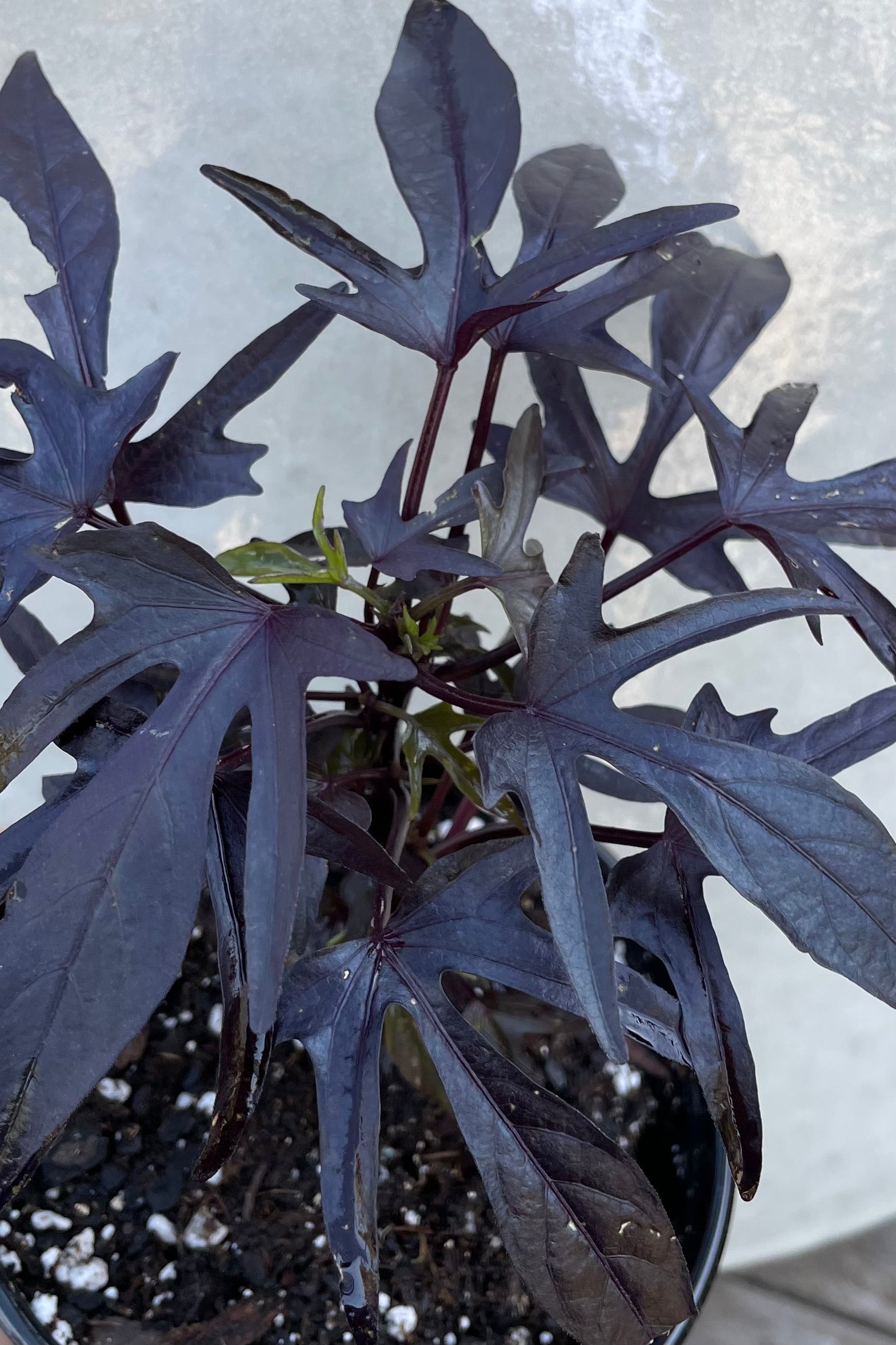 Ipomoea 'Spotlight Black' sweet potato vine showing the dark purple serrated leaves. ©Sprout Home