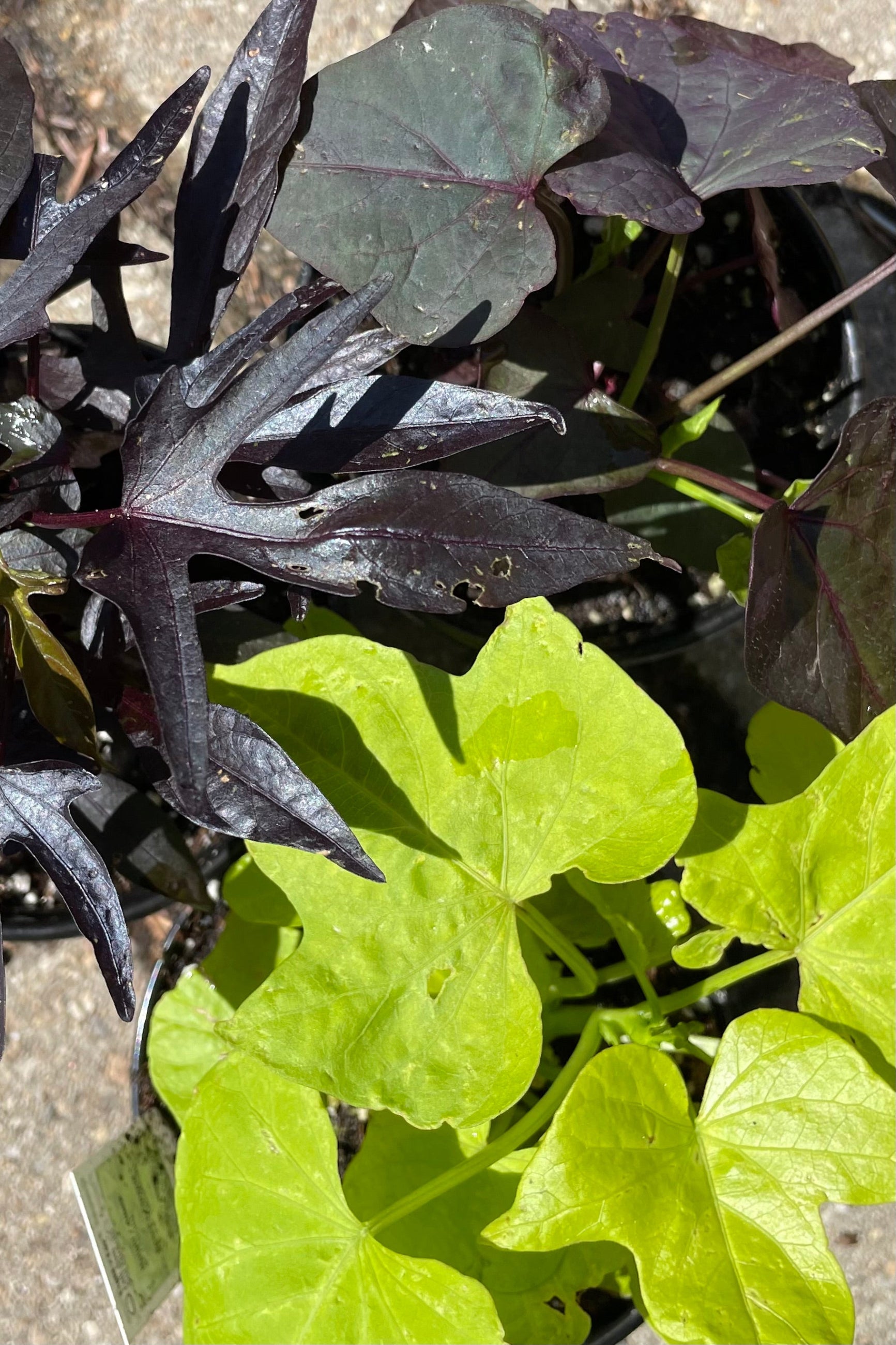 Group of various colored Sweet Potato vine shown from above. ©Sprout Home