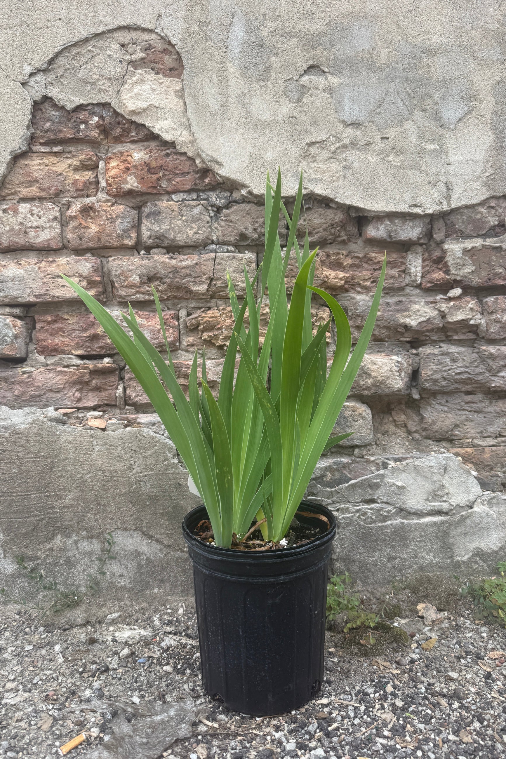 Iris 'Bumblebee Deelite' #1 with long, sword-like leaves in a black plastic nursery pot, set against a rustic stone and concrete wall the end of July ©Sprout Home