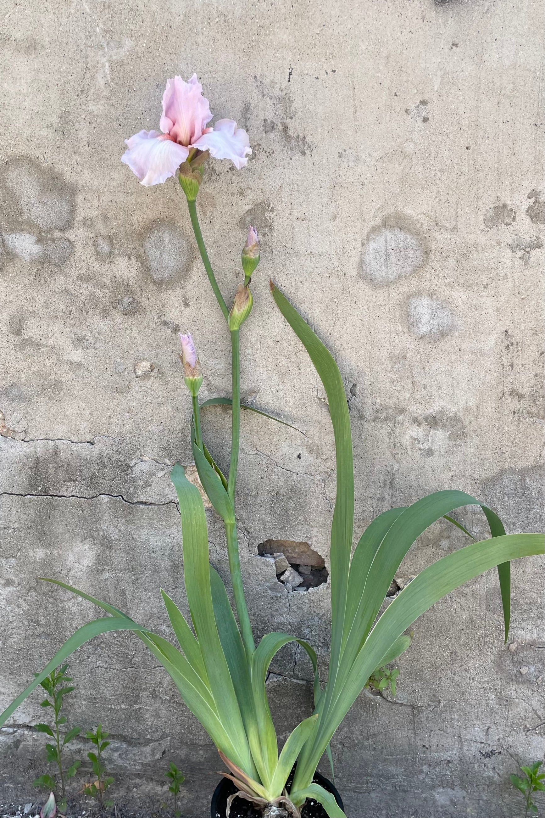 Iris 'Beverly Sills' in bloom the end of May with a slightly light peach flower. ©Sprout Home