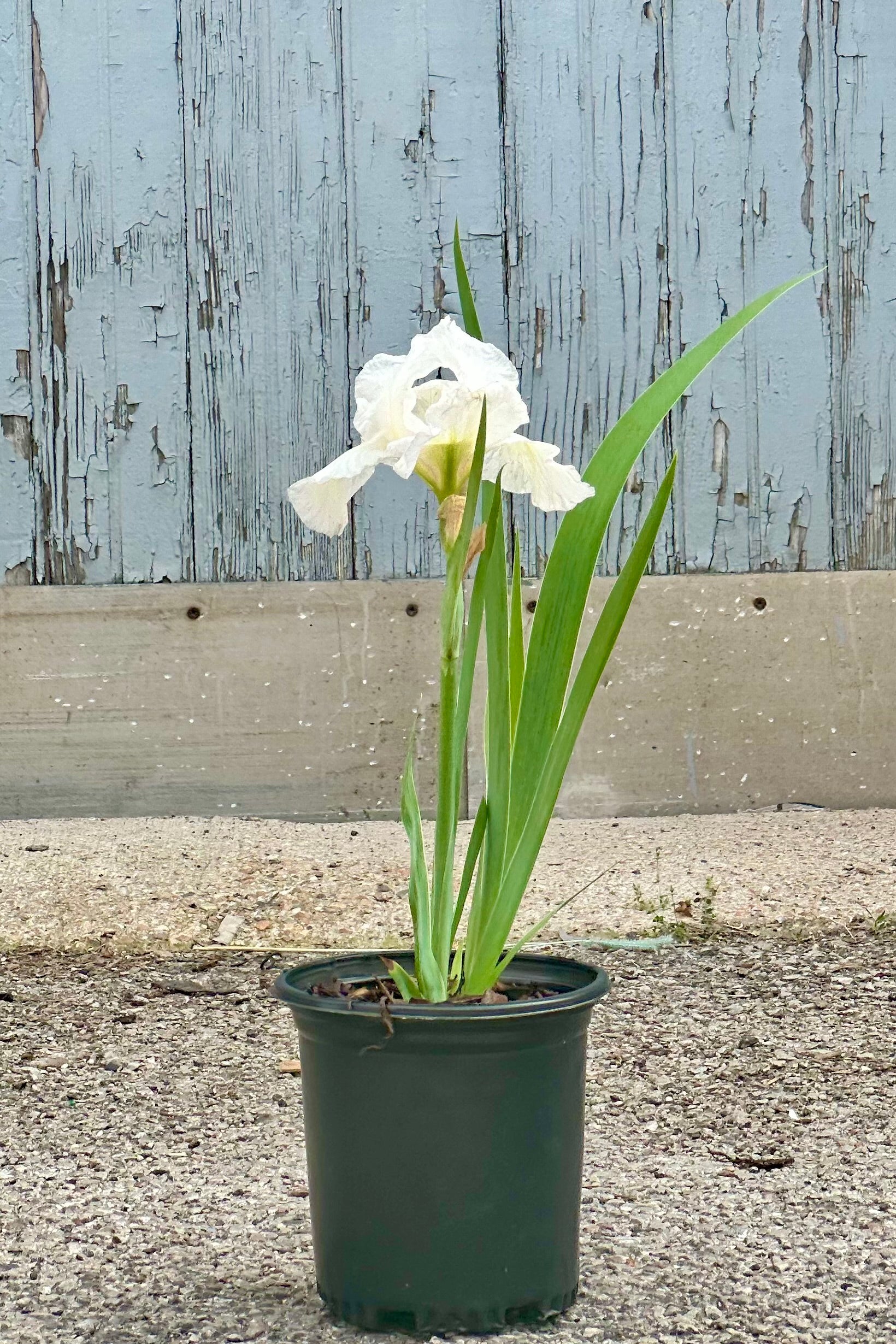 Iris 'Immortality' in a #1 growers pot in bloom mid May with its white flowers. ©Sprout Home