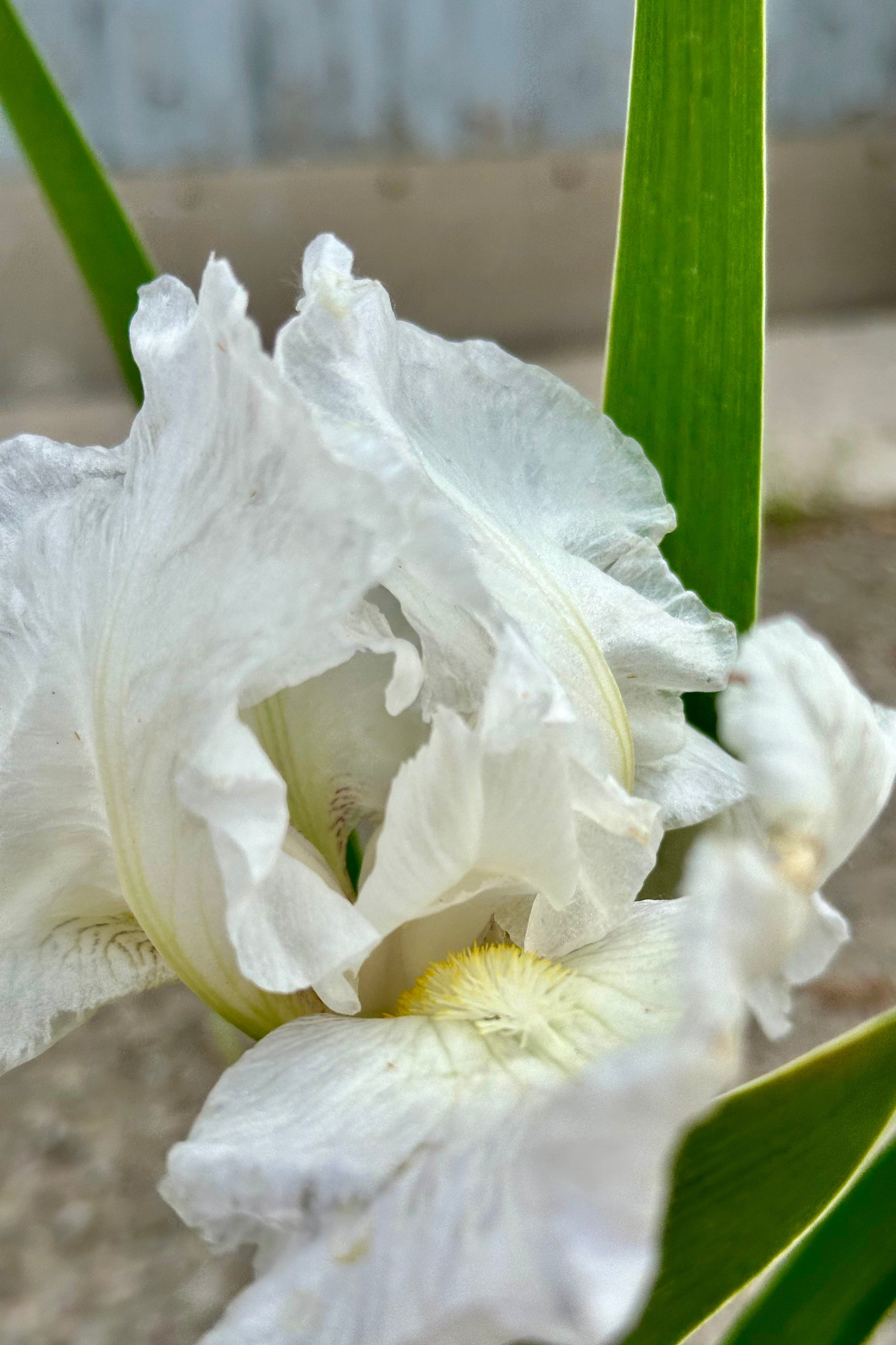 The open white bloom of the Iris 'Immortality' mid May at Sprout Home ©Sprout Home