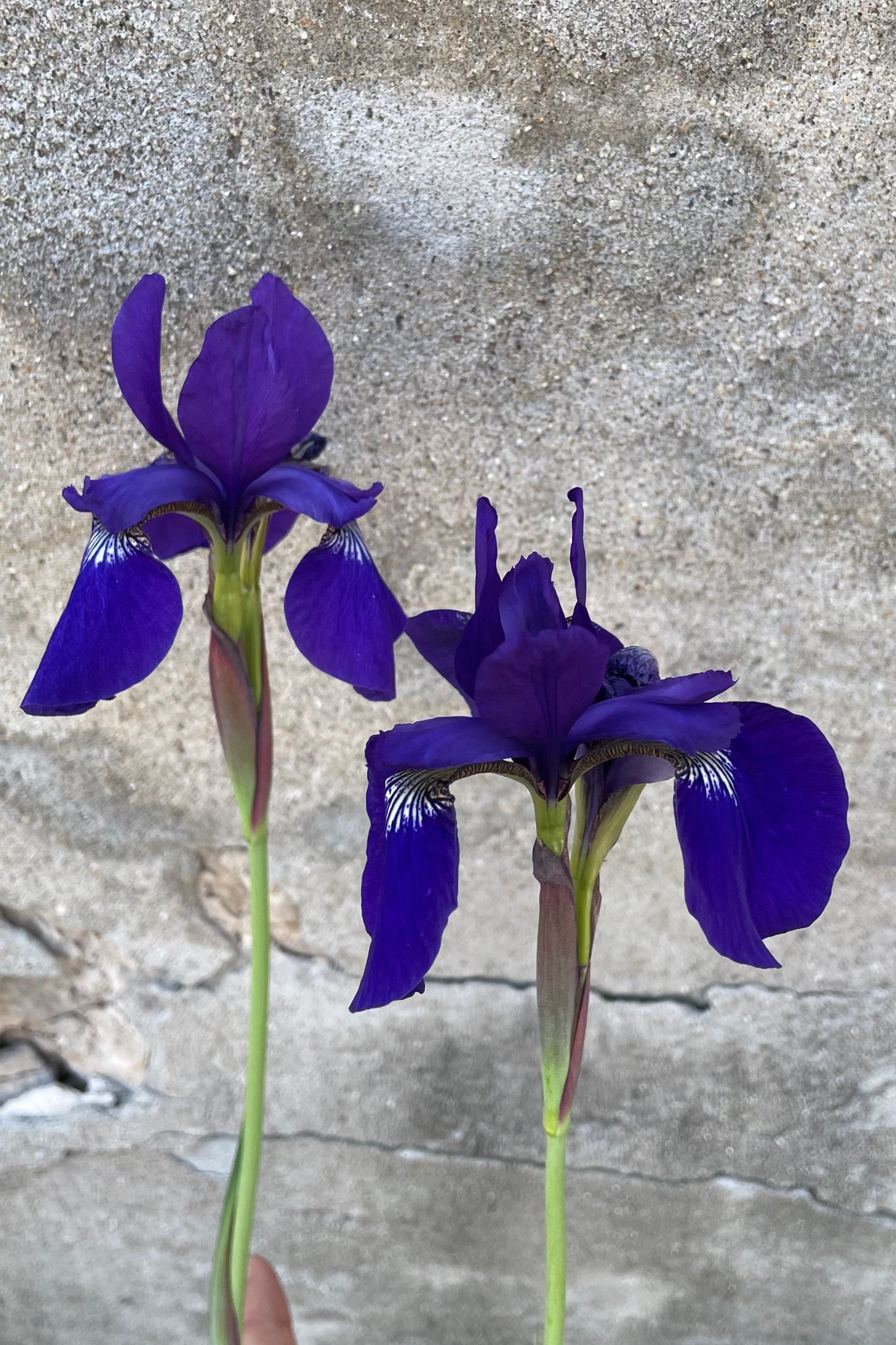 Iris 'Caesar's Brother' in full bloom the end of May showing the dark purple flowers up close. ©Sprout Home