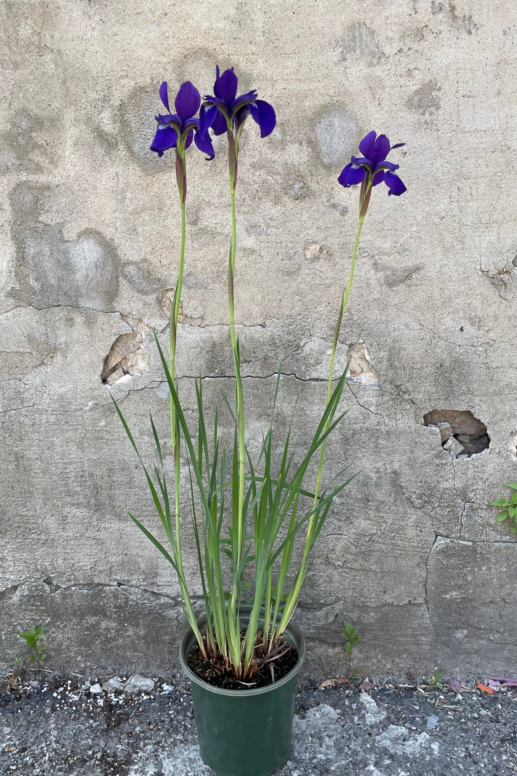 Iris 'Caeaar's Brother' in a #1 growers pot in full bloom with it striking purple flowers rising above the blade like green foliage the end of May. ©Sprout Home