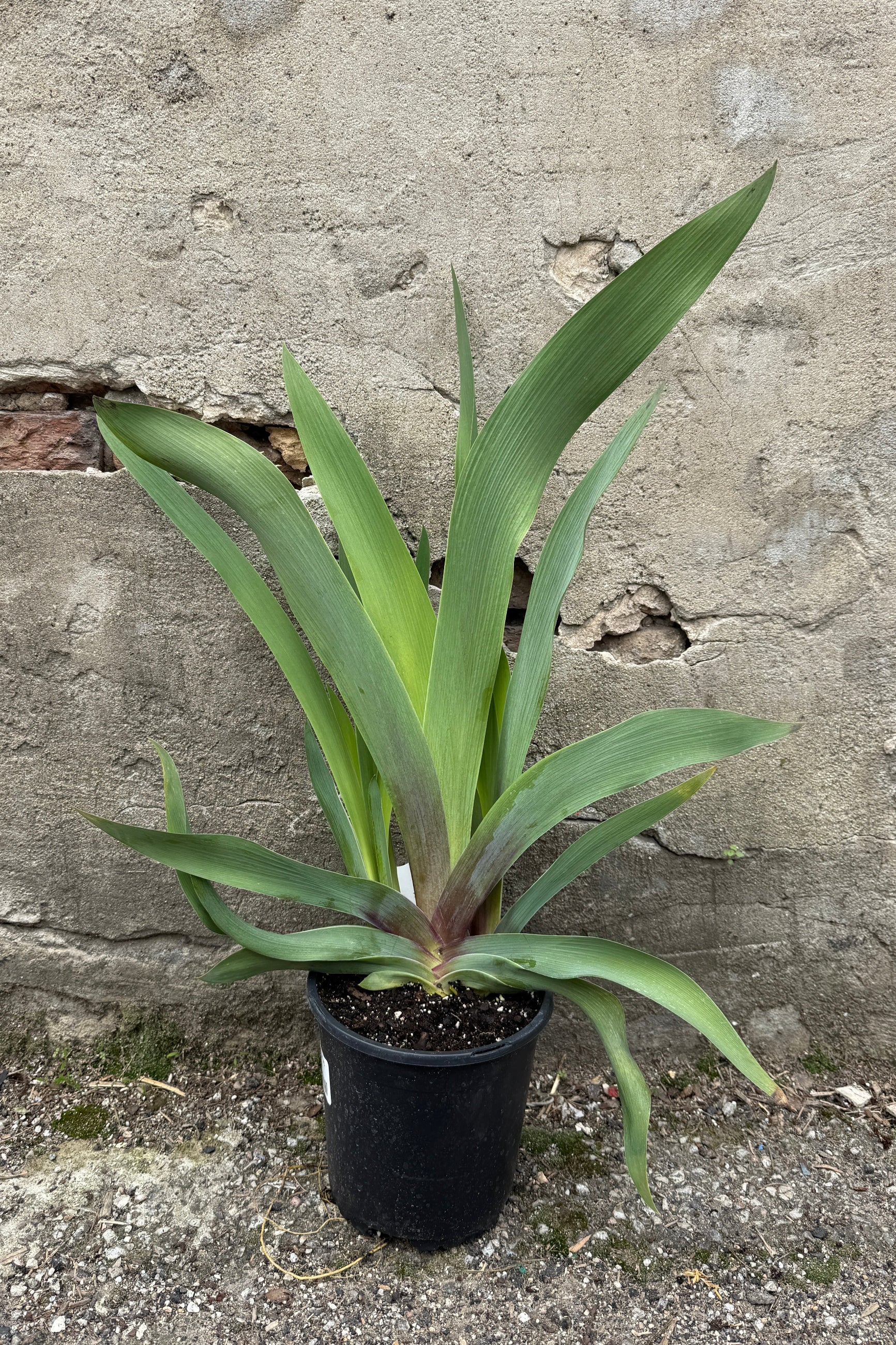 Iris 'War Chief' blue green leaves up close in April potted in a #1 growers pot ©Sprout Home