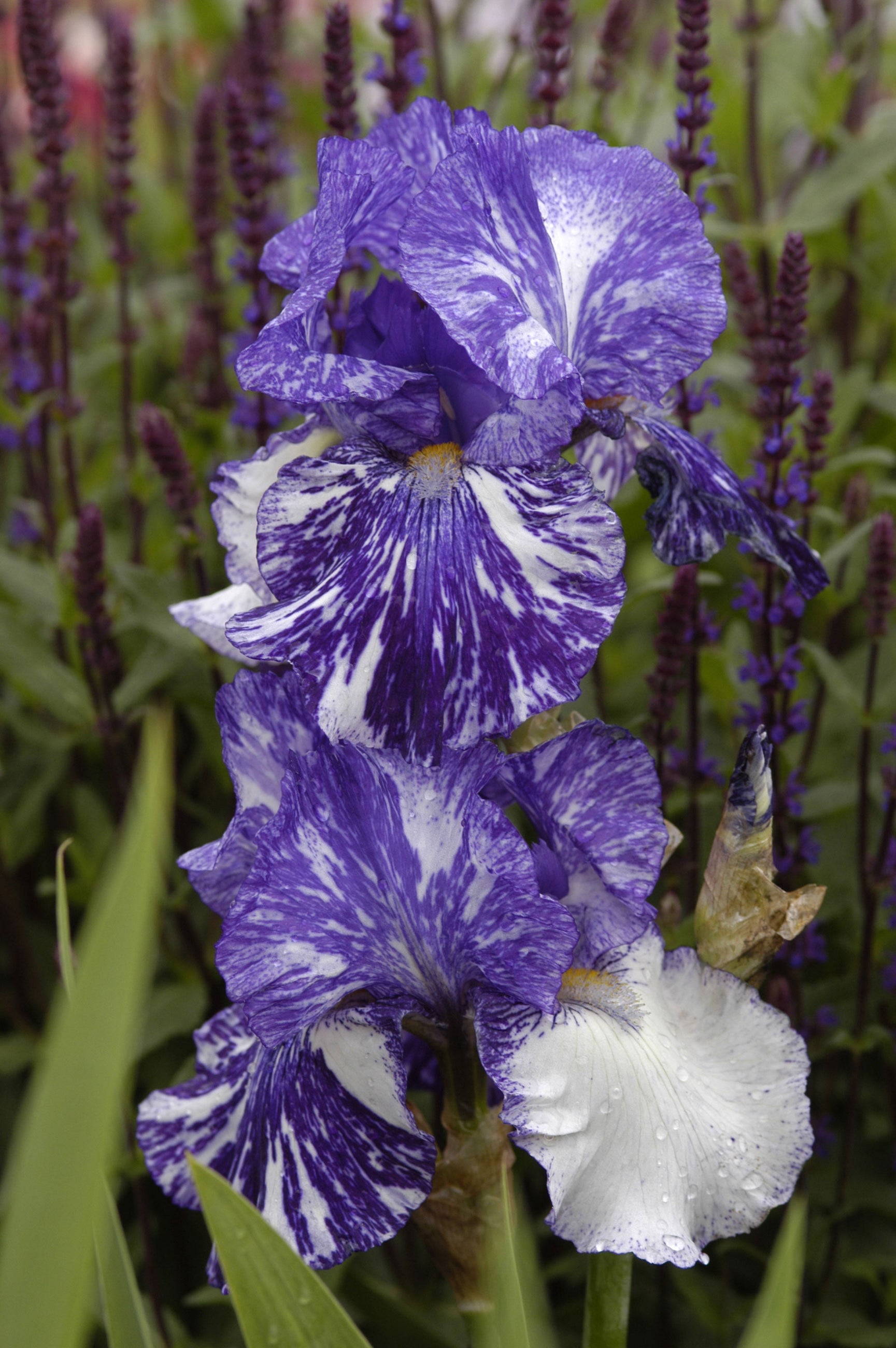 purple blue and white Iris g. 'Batik' #1 iris flower with green leaves and blurred purple flowers in the background ©Elite Growers