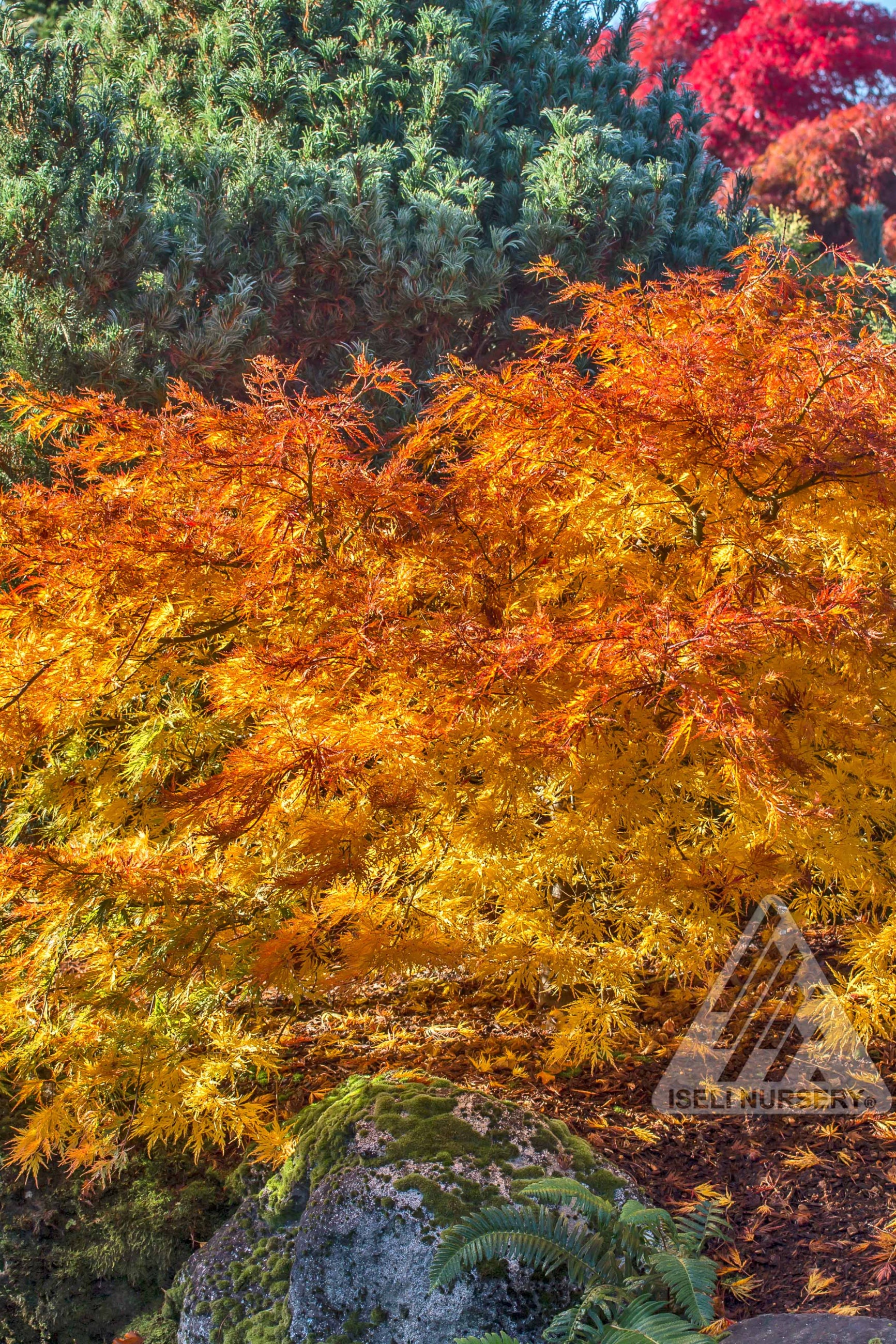 a mature Acer 'Cascadia' in the landscape at Iseli Nursery ©Iseli Nursery