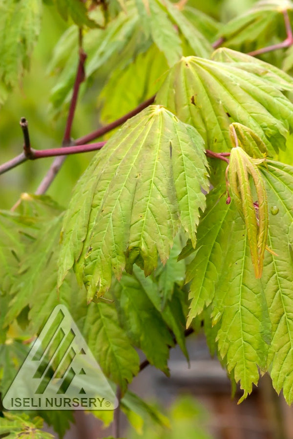 The green leaves and red stems of Acer 'Rising Sun' up close ©Iseli Nursery