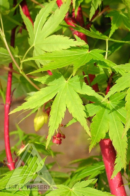 Acer Sango Kaku green leaves and red bark close up ©Iseli Nursery
