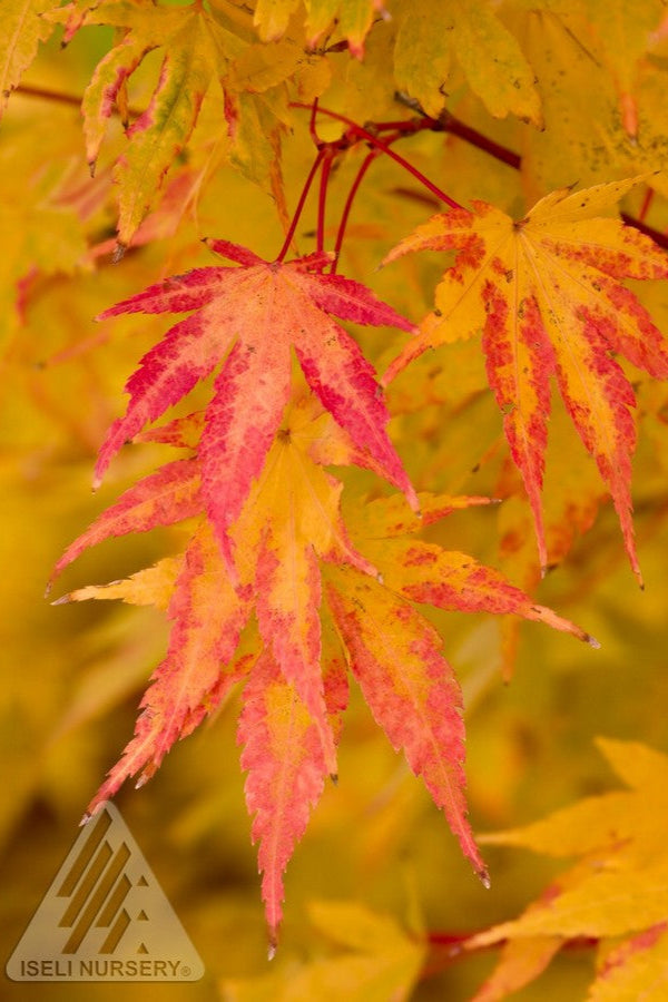 Acer Sango Kaku in fall with yellow/orange leaves close up ©Iseli Nursery