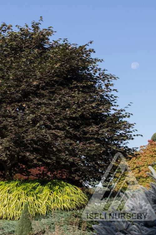 A MATURE Acer 'Tsukushigata' in a landscape ©Iseli Nursery