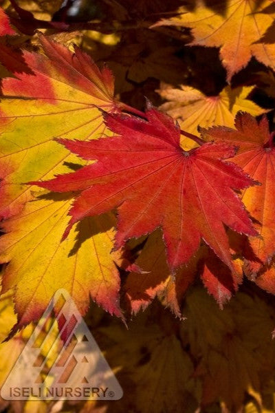 Acer 'Aureum' showing the fall foliage of orange, yellow and deep red ©Iseli Nursery