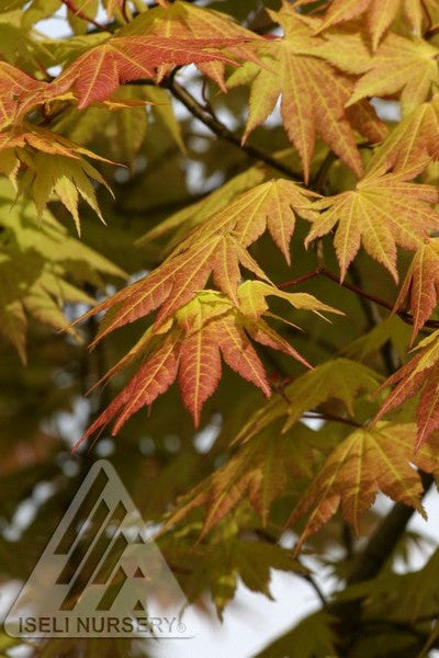 Acer 'Autumn Moon' foliage ©Iseli Nursery