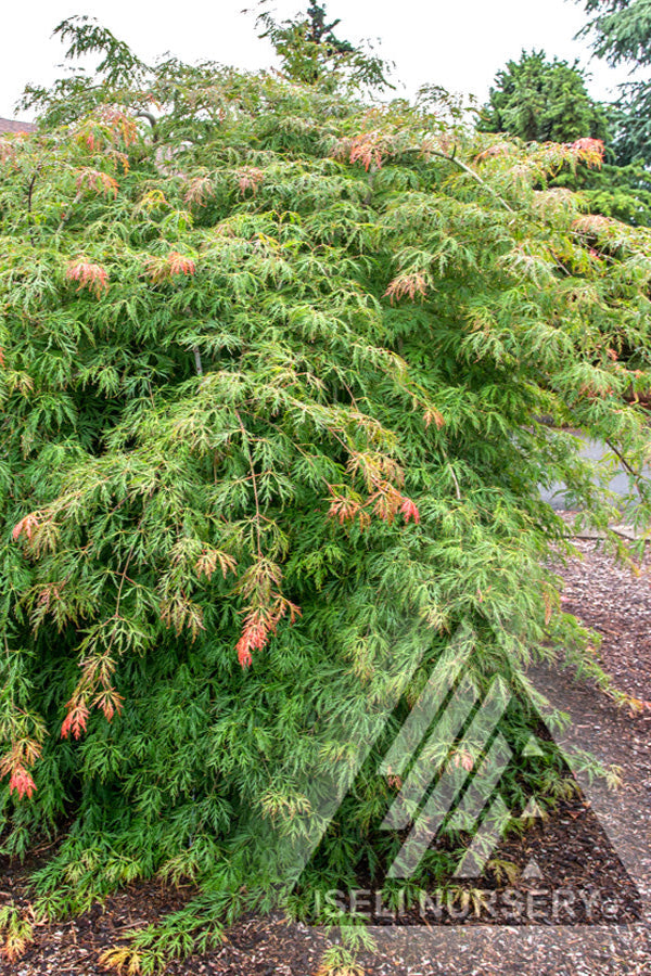 Acer 'Ice Dragon' in a mature size planted in a garden ©Iseli Nursery