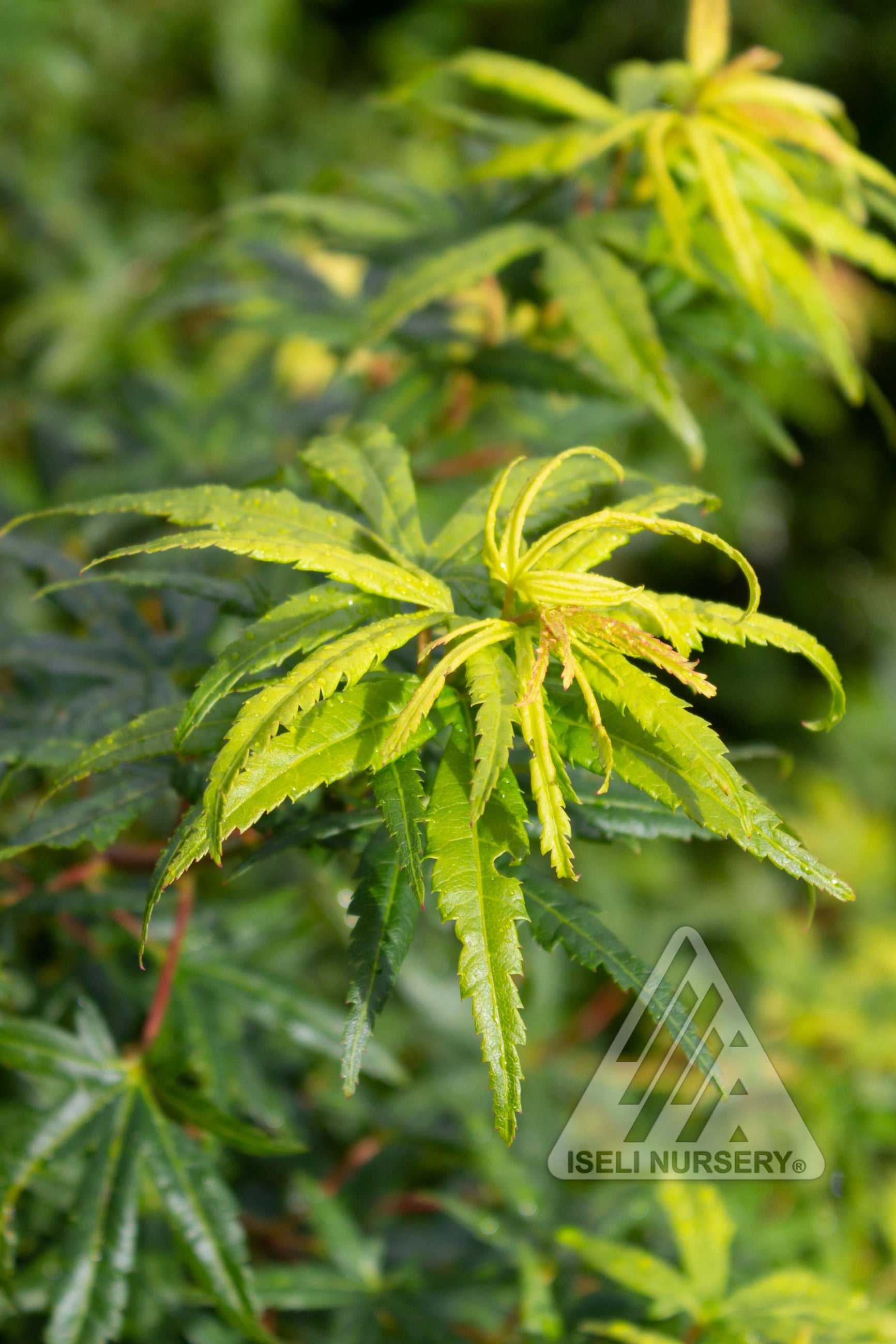 The beautiful green spring leaves of Acer 'Origami' ©Iseli Nursery