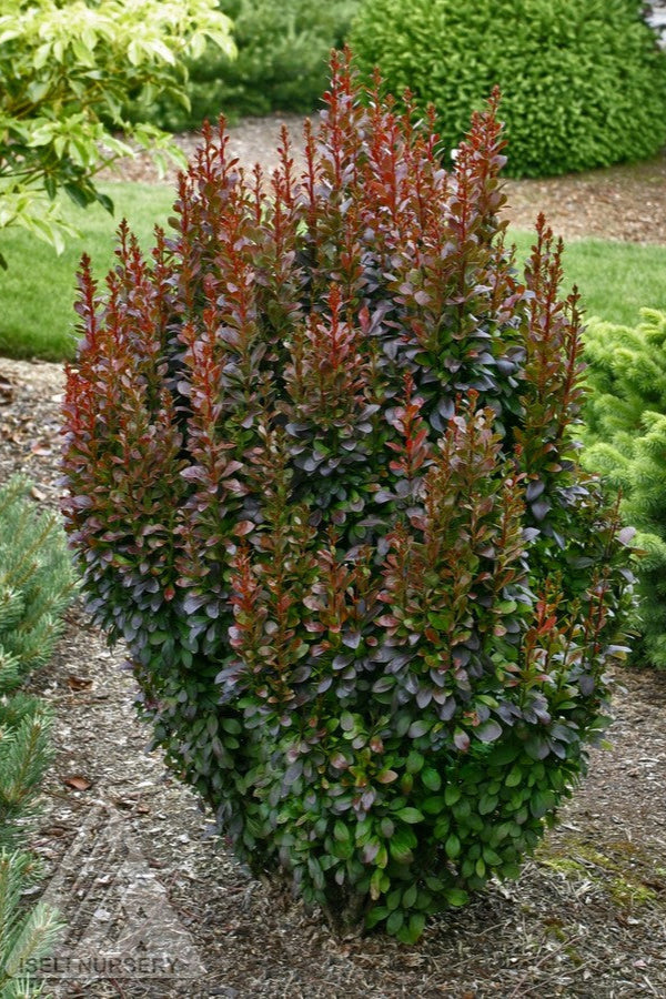 Berberis 'Helmond Pillar' planted in the landscape ©Iseli Nursery
