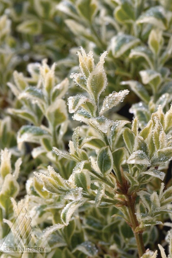 the variegated foliage with dew drops of the Buxus 'Variegata' ©Iseli Nursery